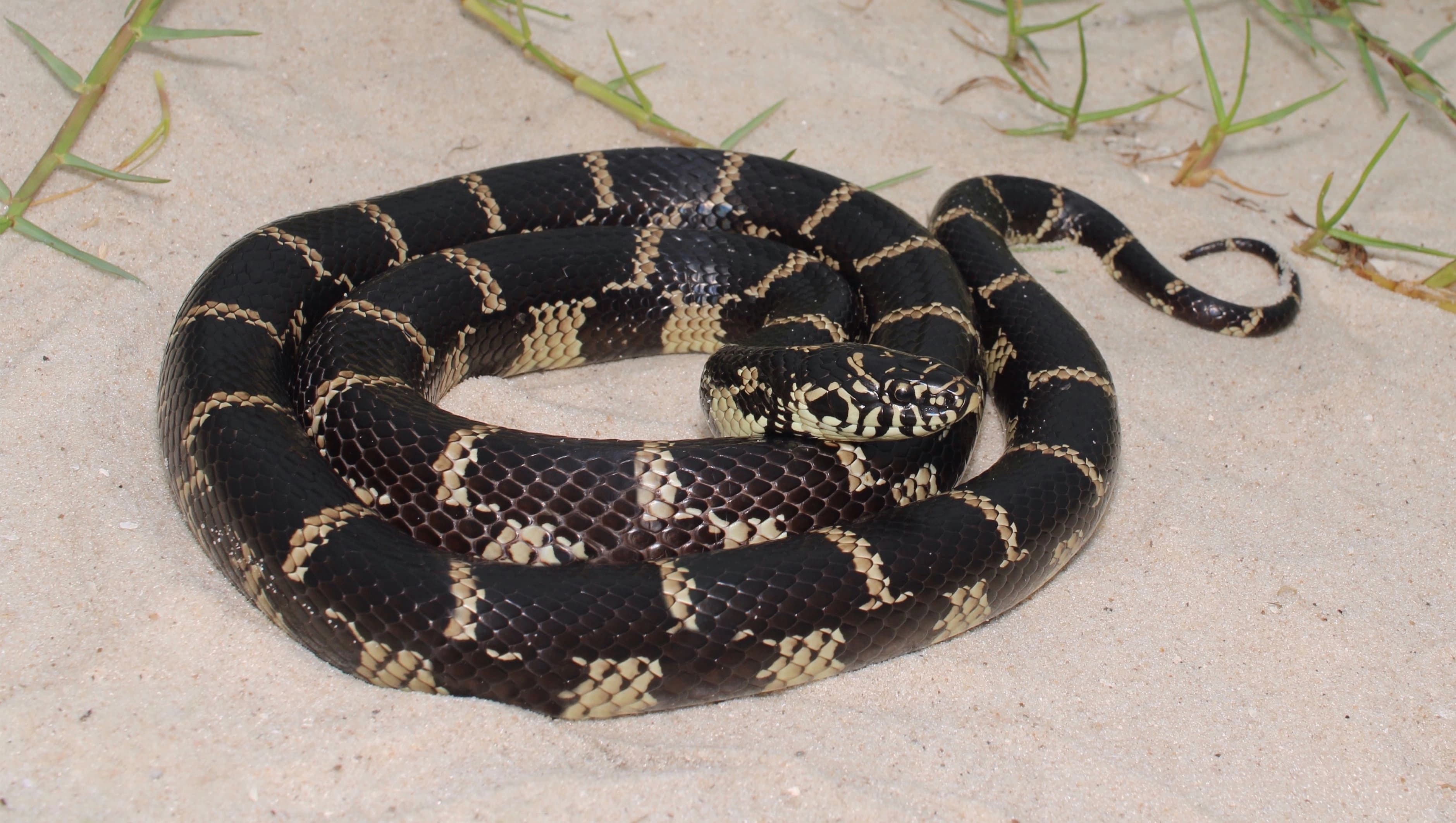 Eastern kingsnake — Photo 2