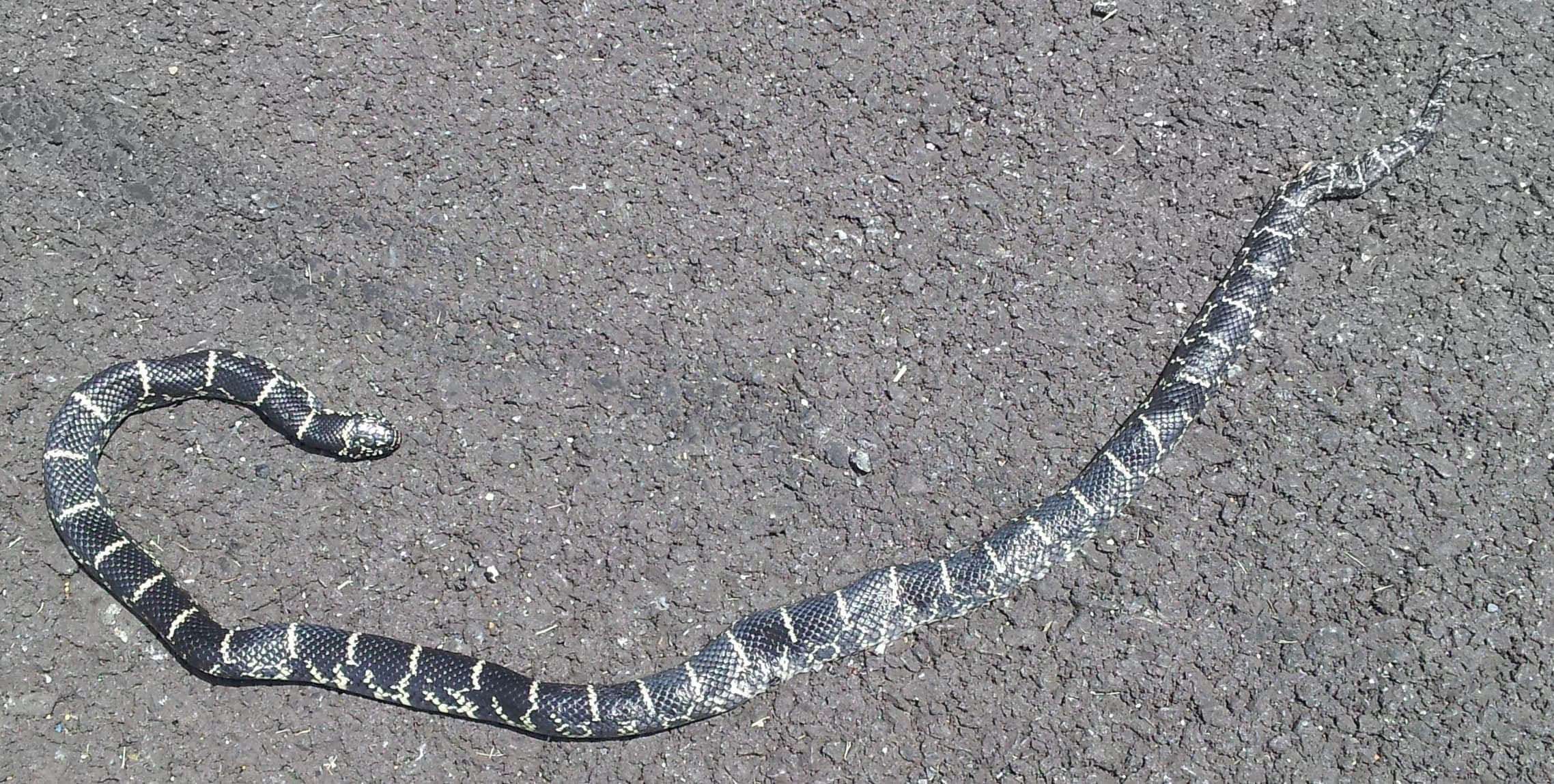 Eastern kingsnake — Photo 4