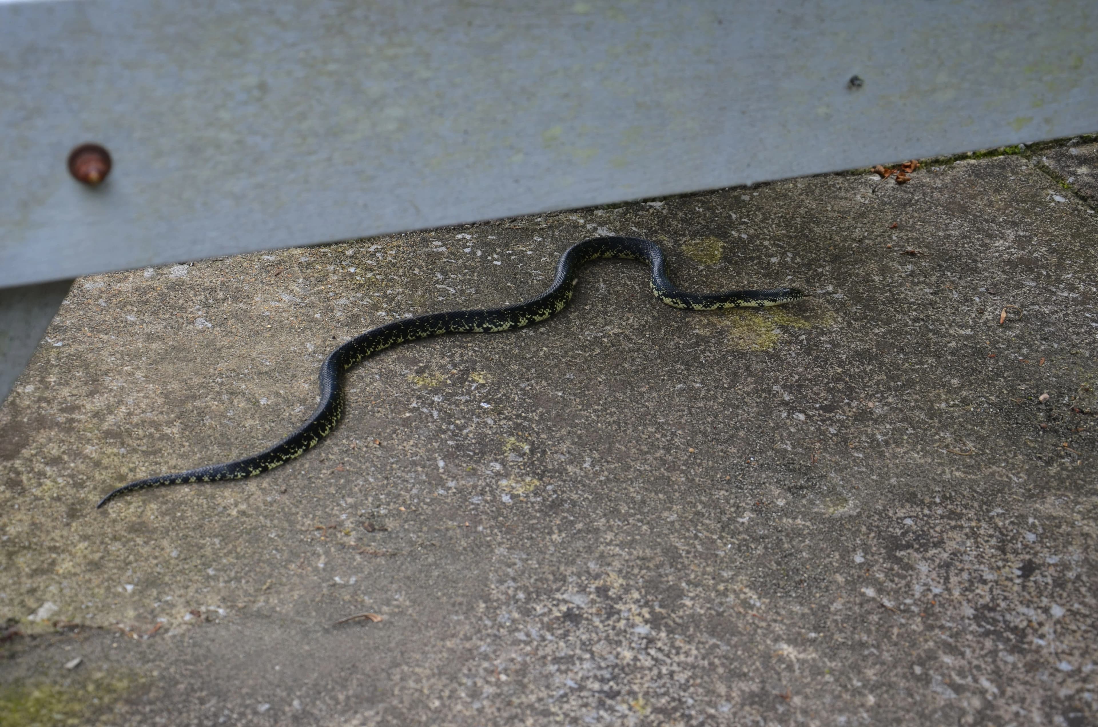 Eastern kingsnake — Photo 5