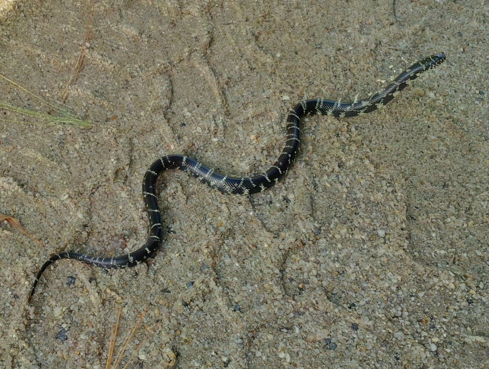 Eastern kingsnake — Photo 6