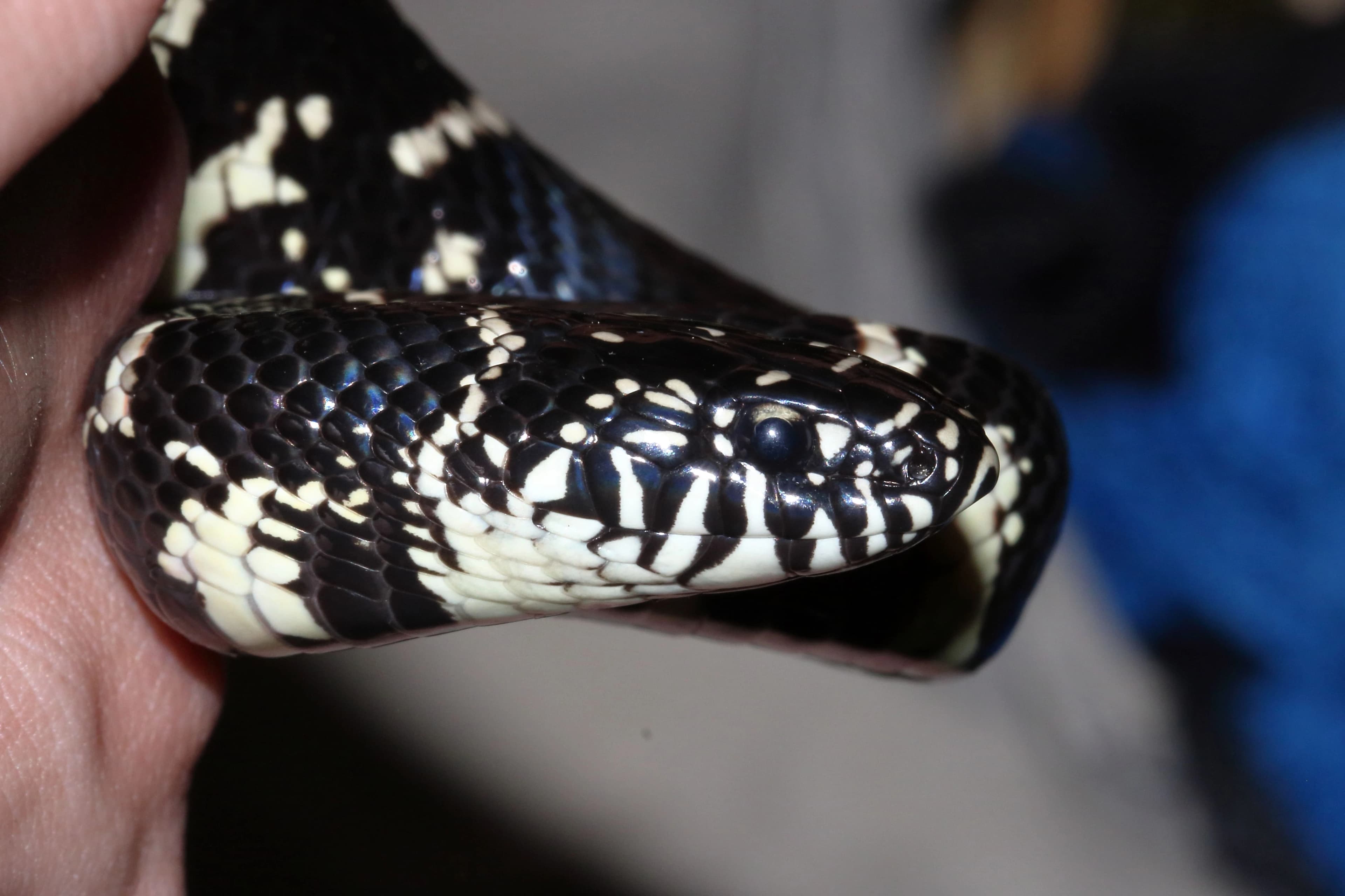 Eastern kingsnake — Photo 7