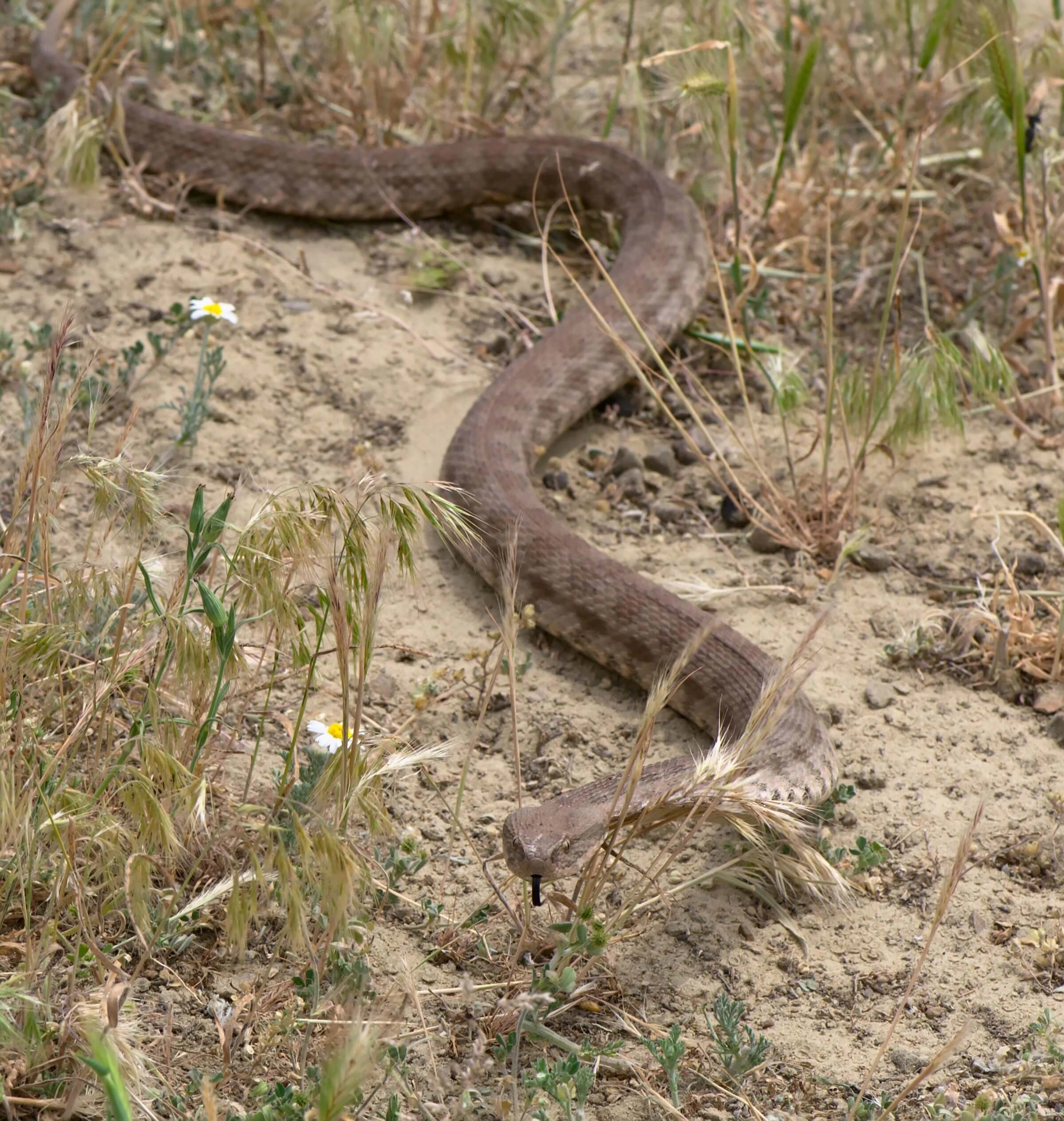 Levantine viper — Photo 4
