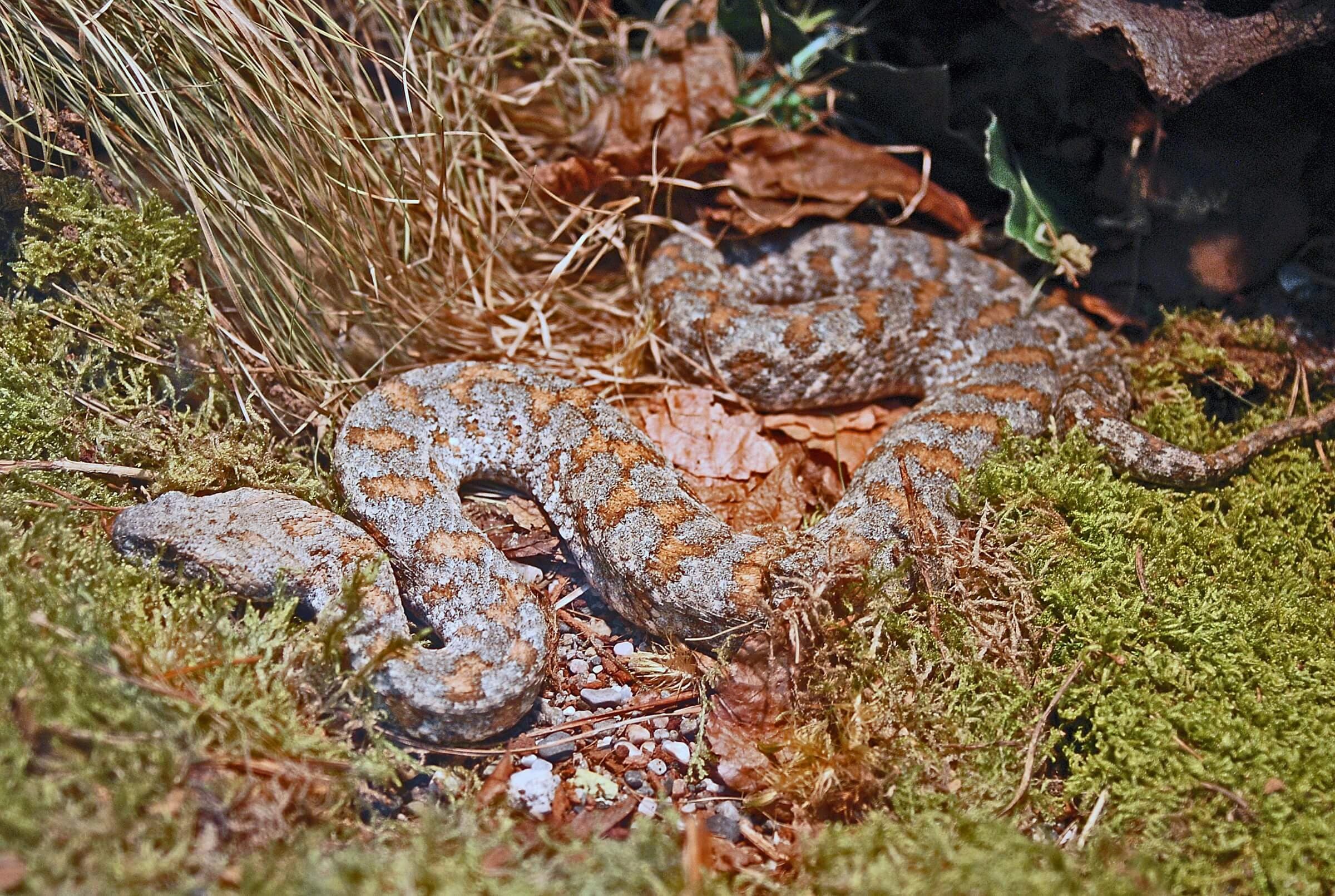 Levantine viper — Photo 3