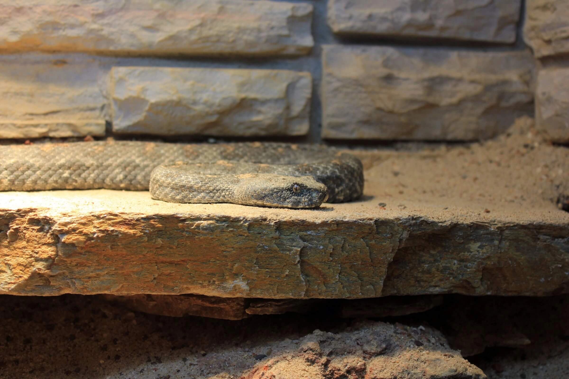 Levantine viper — Photo 5