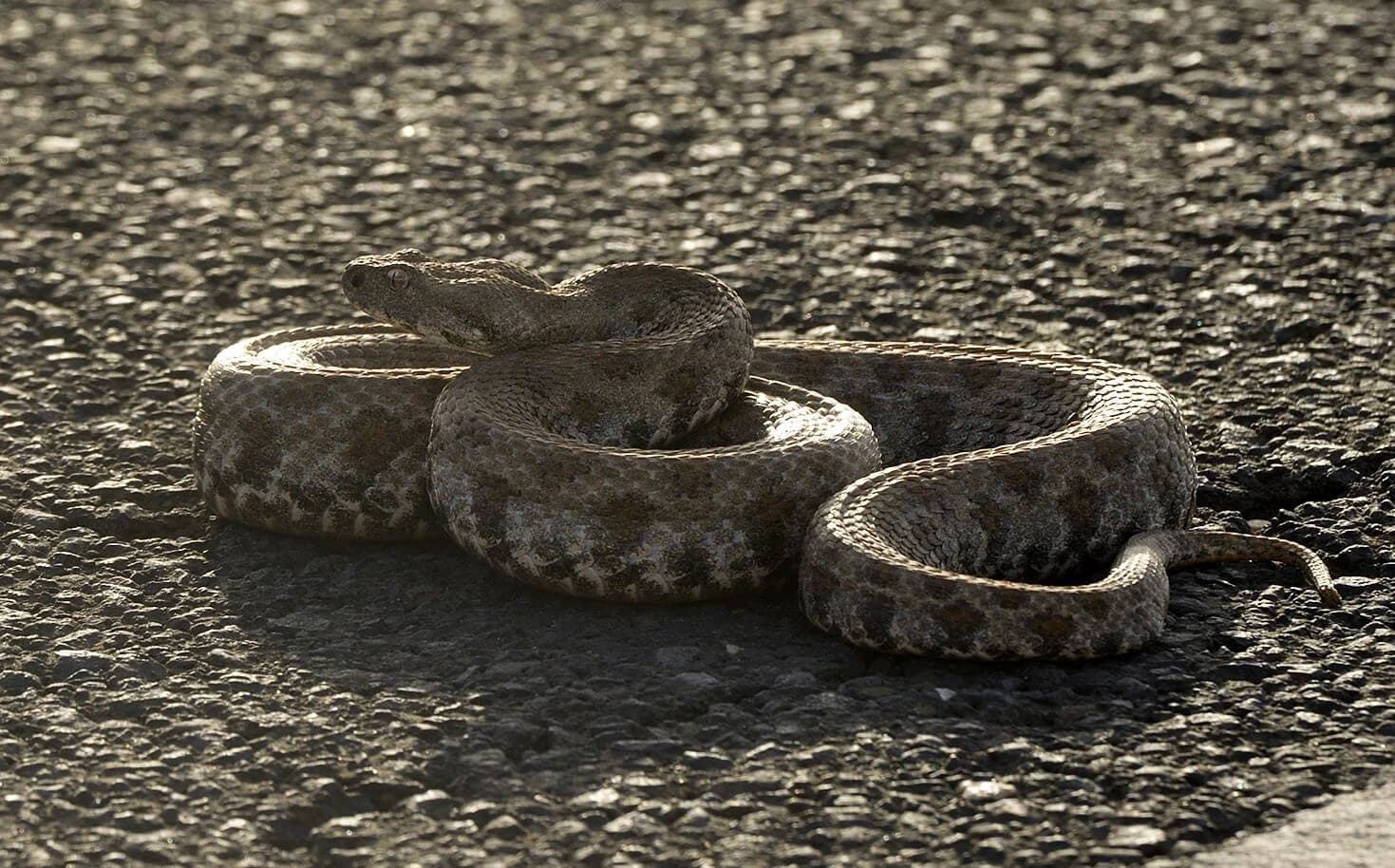 Levantine viper — Photo 6