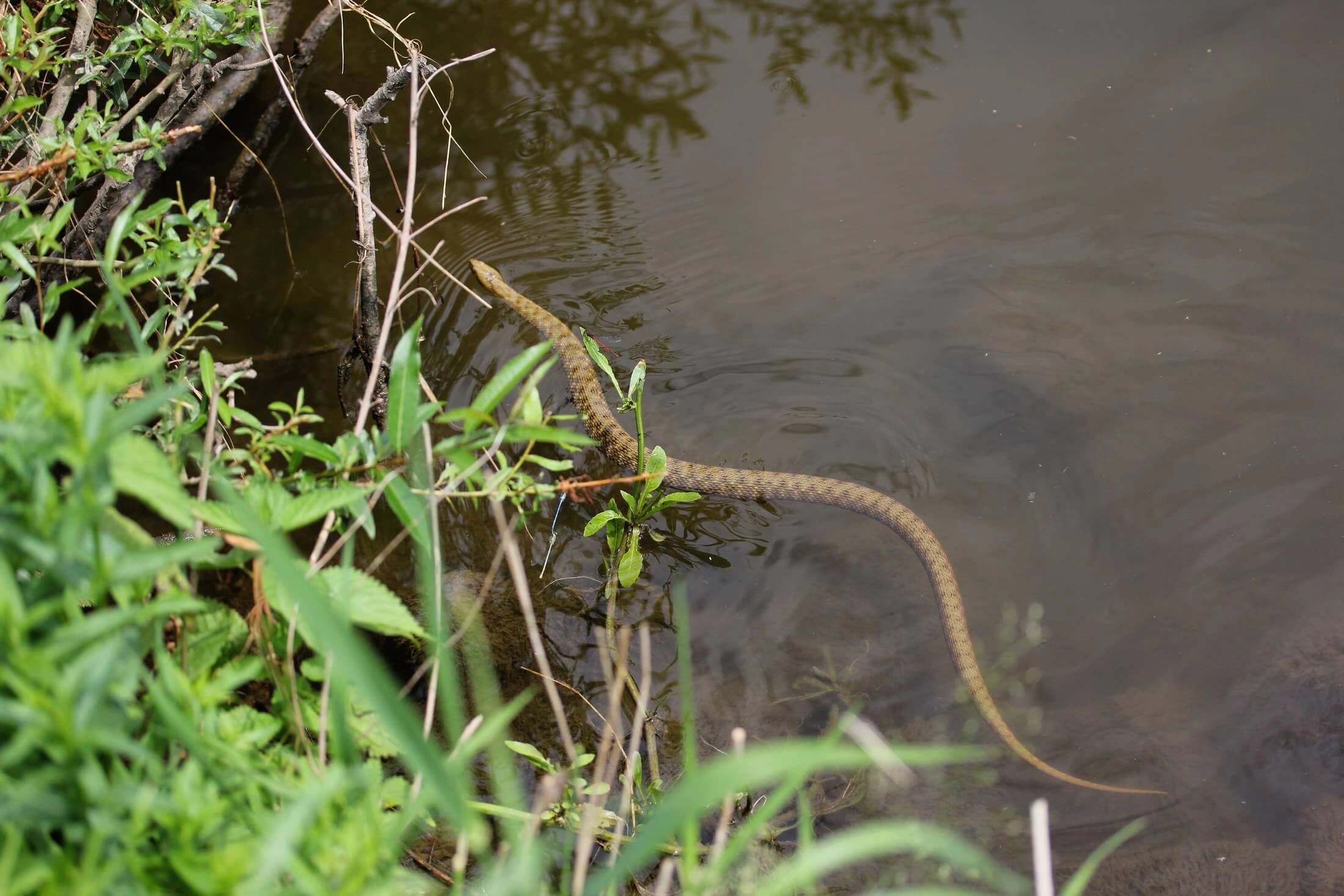 Dice snake — Photo 3