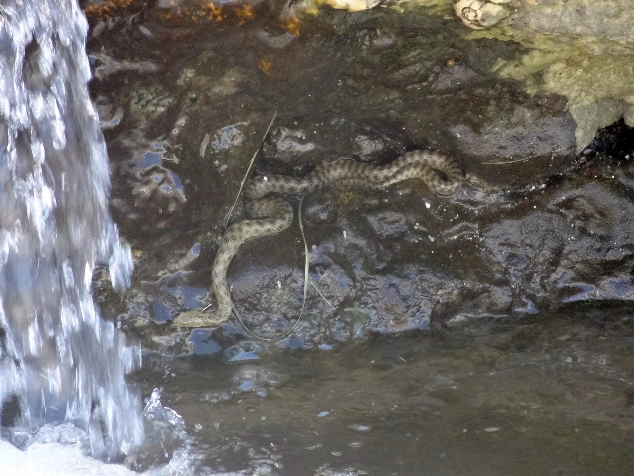 Dice snake — Photo 6