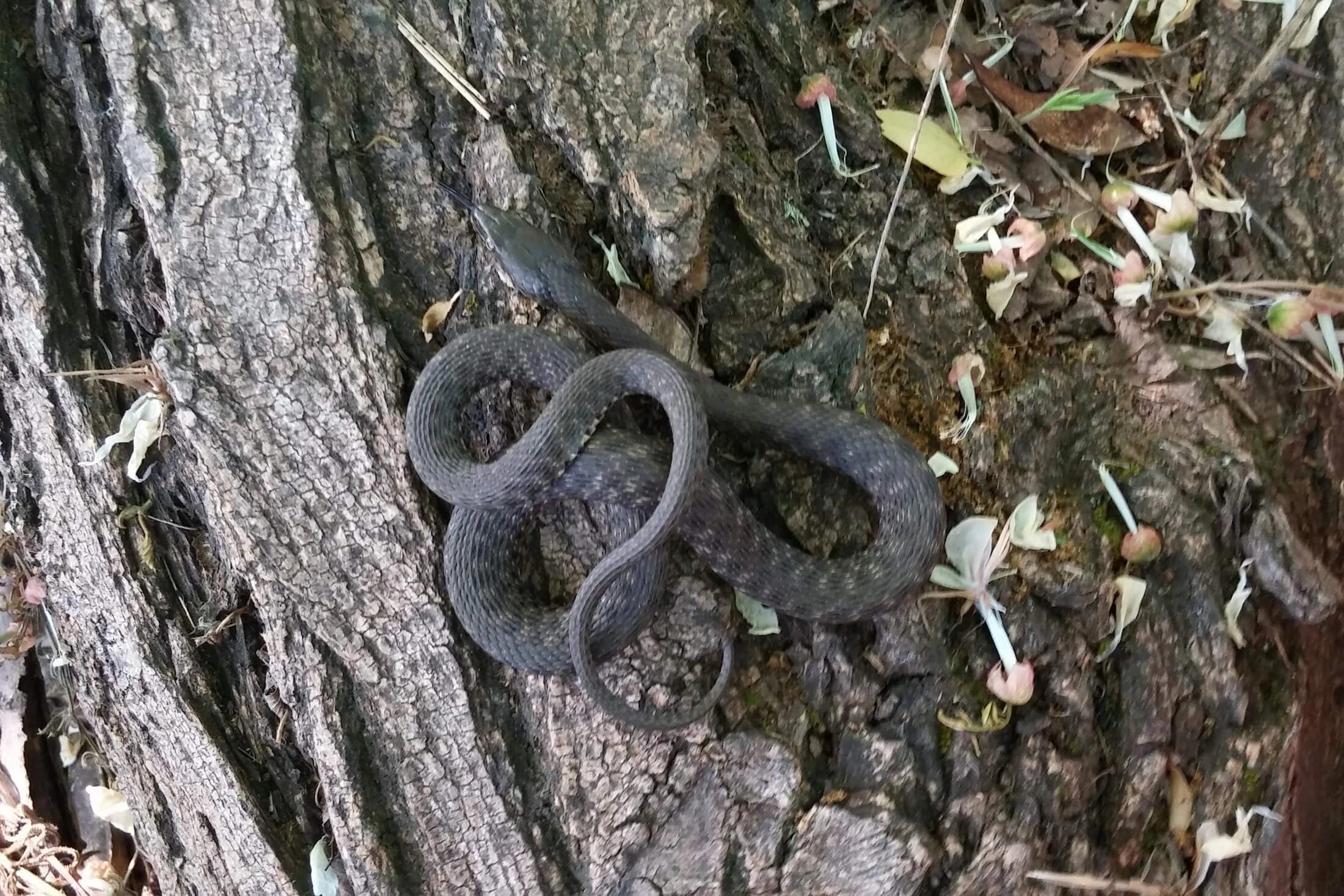 Dice snake — Photo 7