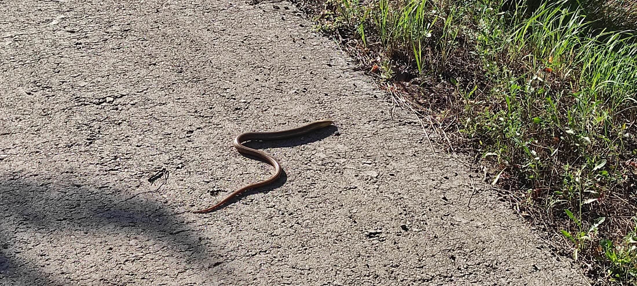 European glass lizard — Photo 2