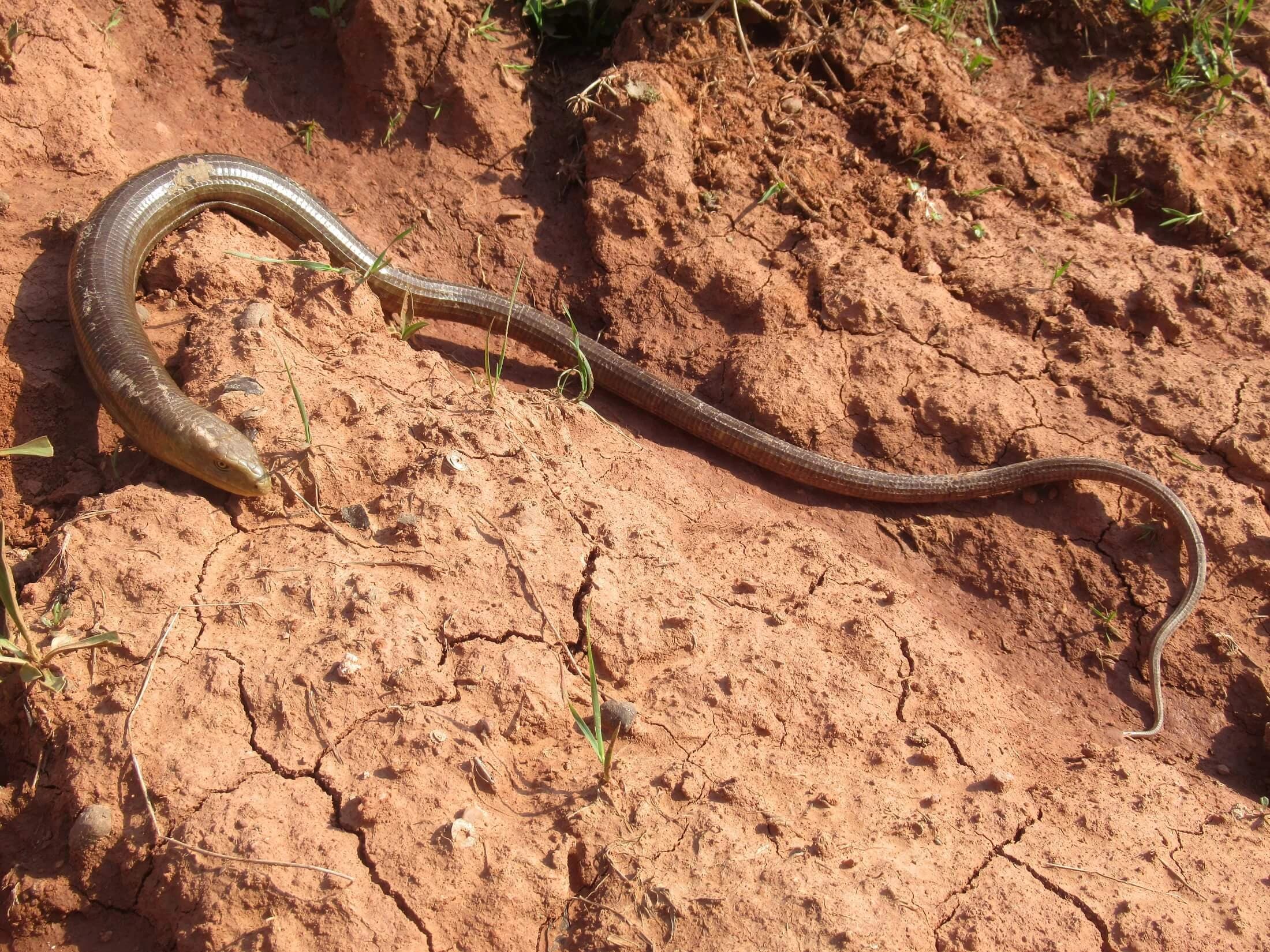 European glass lizard — Photo 7