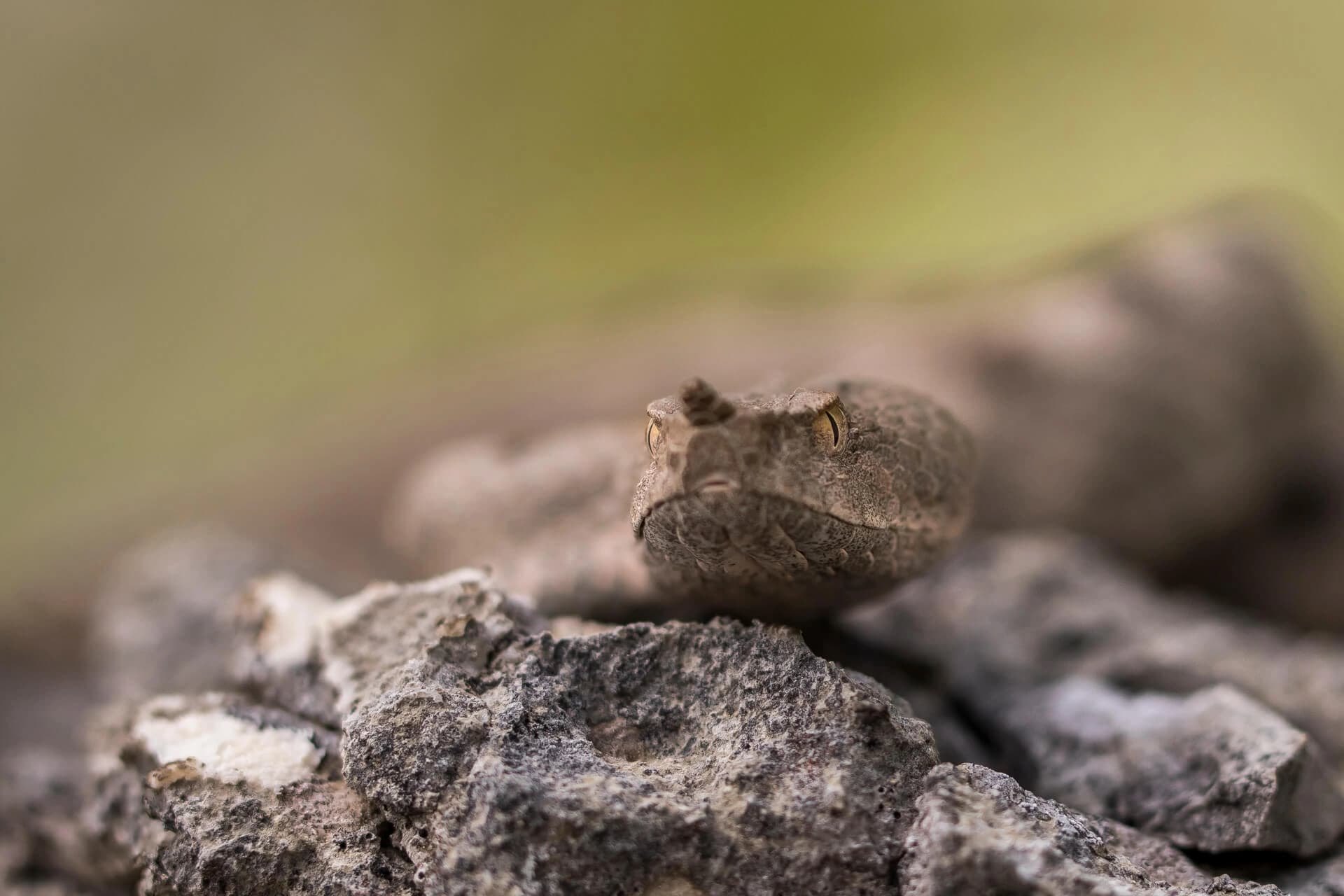 Nose-horned viper — Photo 2
