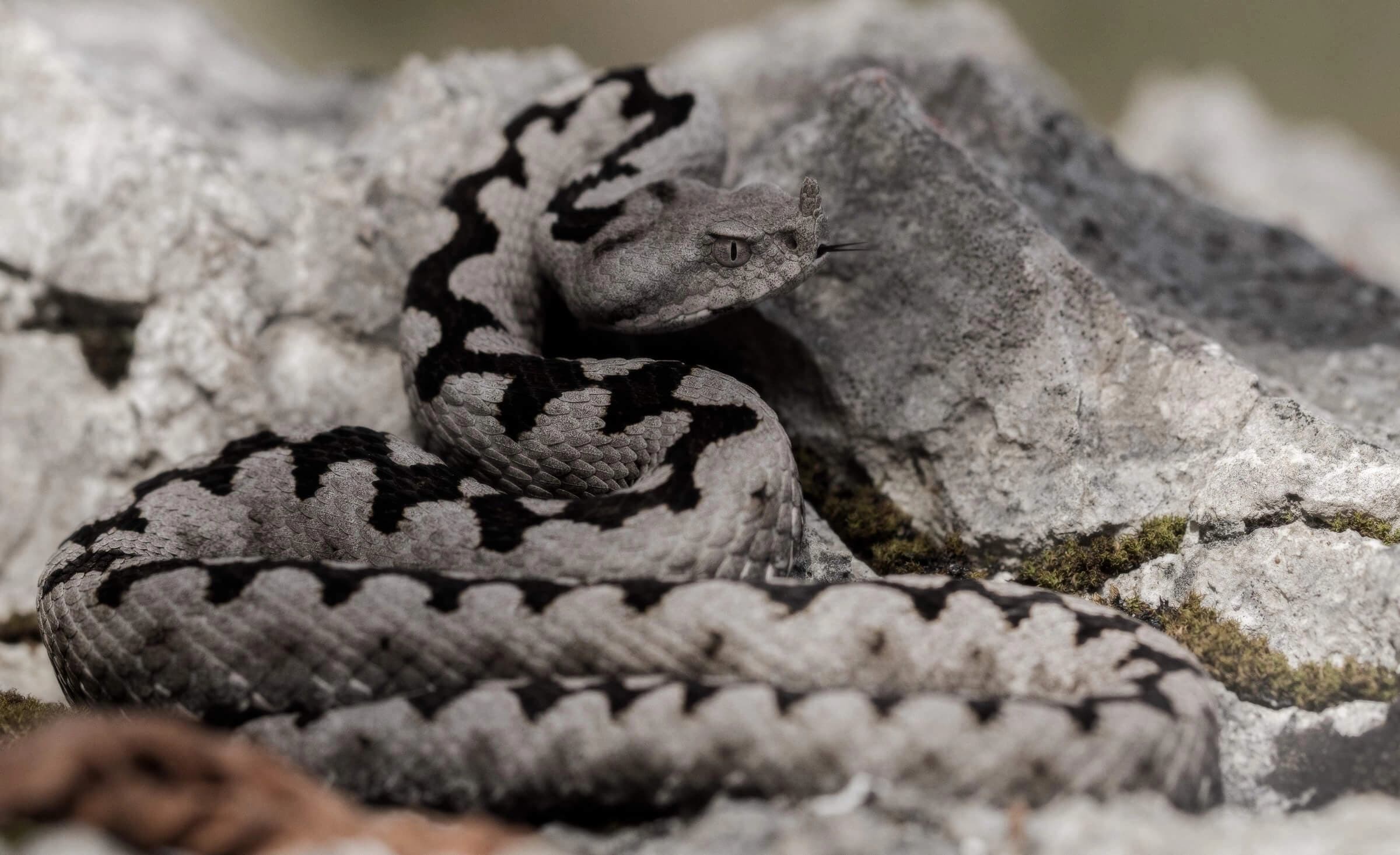 Nose-horned viper — Photo 4