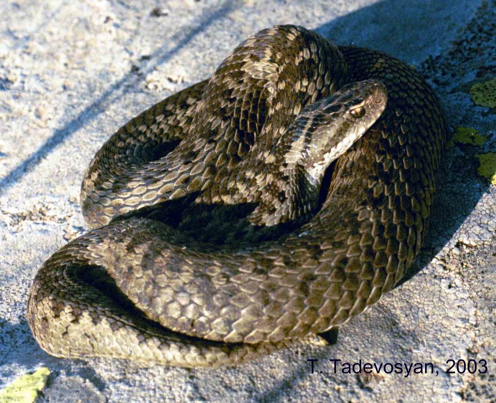 Darevsky's viper (Vipera darevskii) Samtskhe — Javakheti