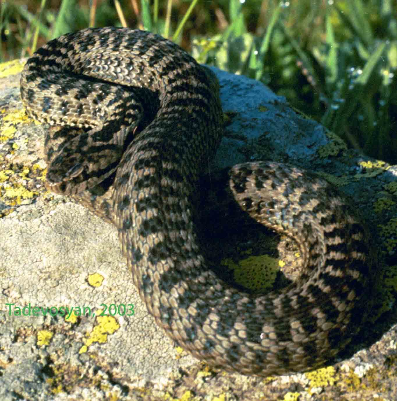 Darevsky's viper (Vipera darevskii) Samtskhe — Javakheti