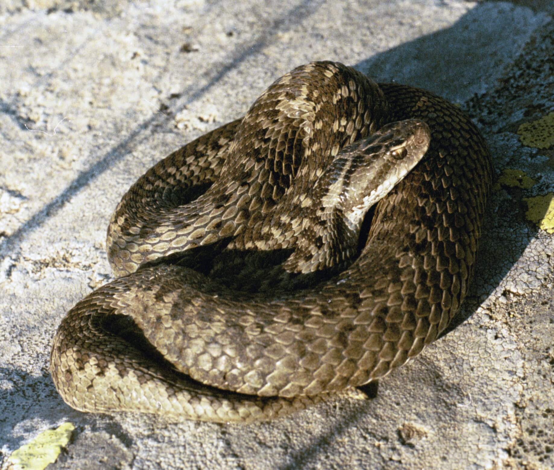 Darevsky's viper (Vipera darevskii) Samtskhe — Javakheti