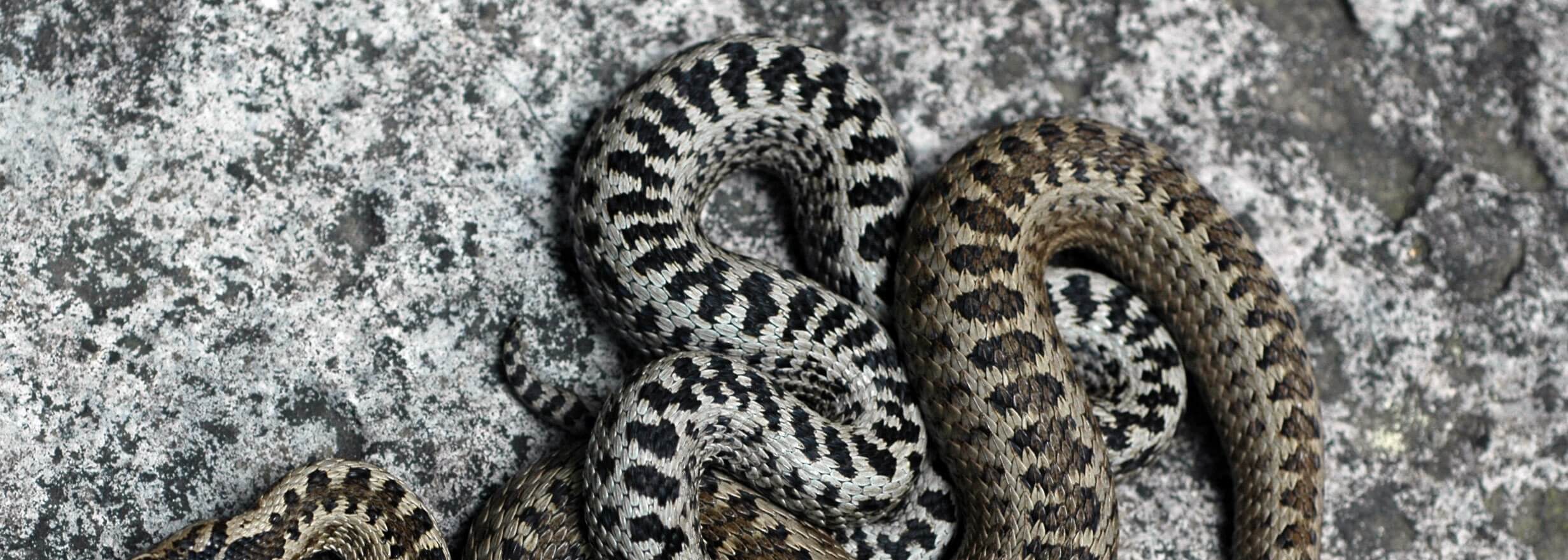 Darevsky's viper (Vipera darevskii) Samtskhe — Javakheti