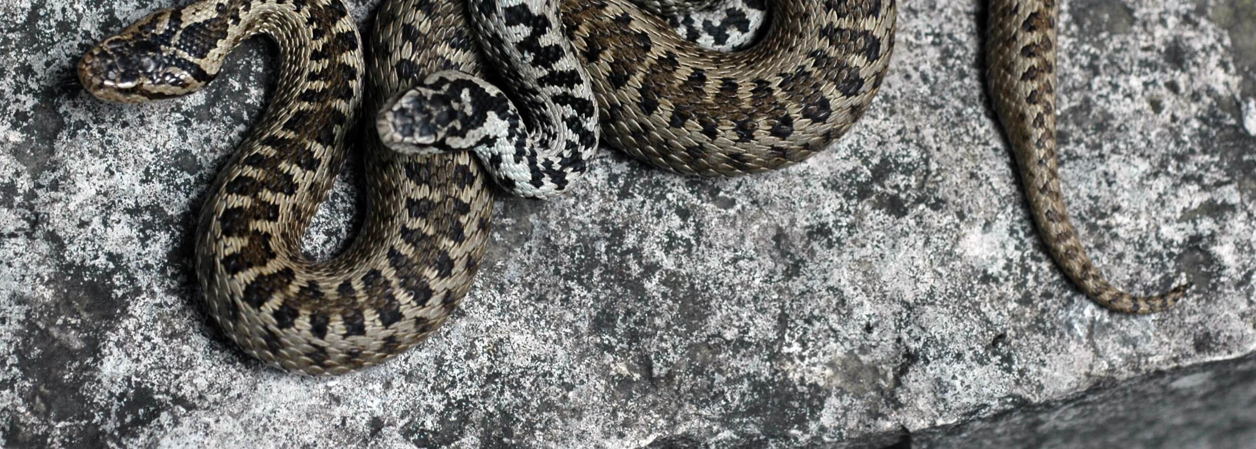 Darevsky's viper (Vipera darevskii) Samtskhe — Javakheti