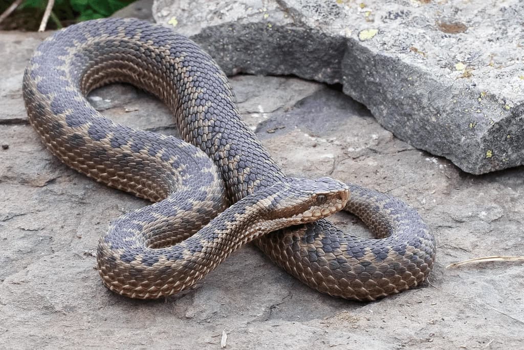Dinnik's viper — Photo 4