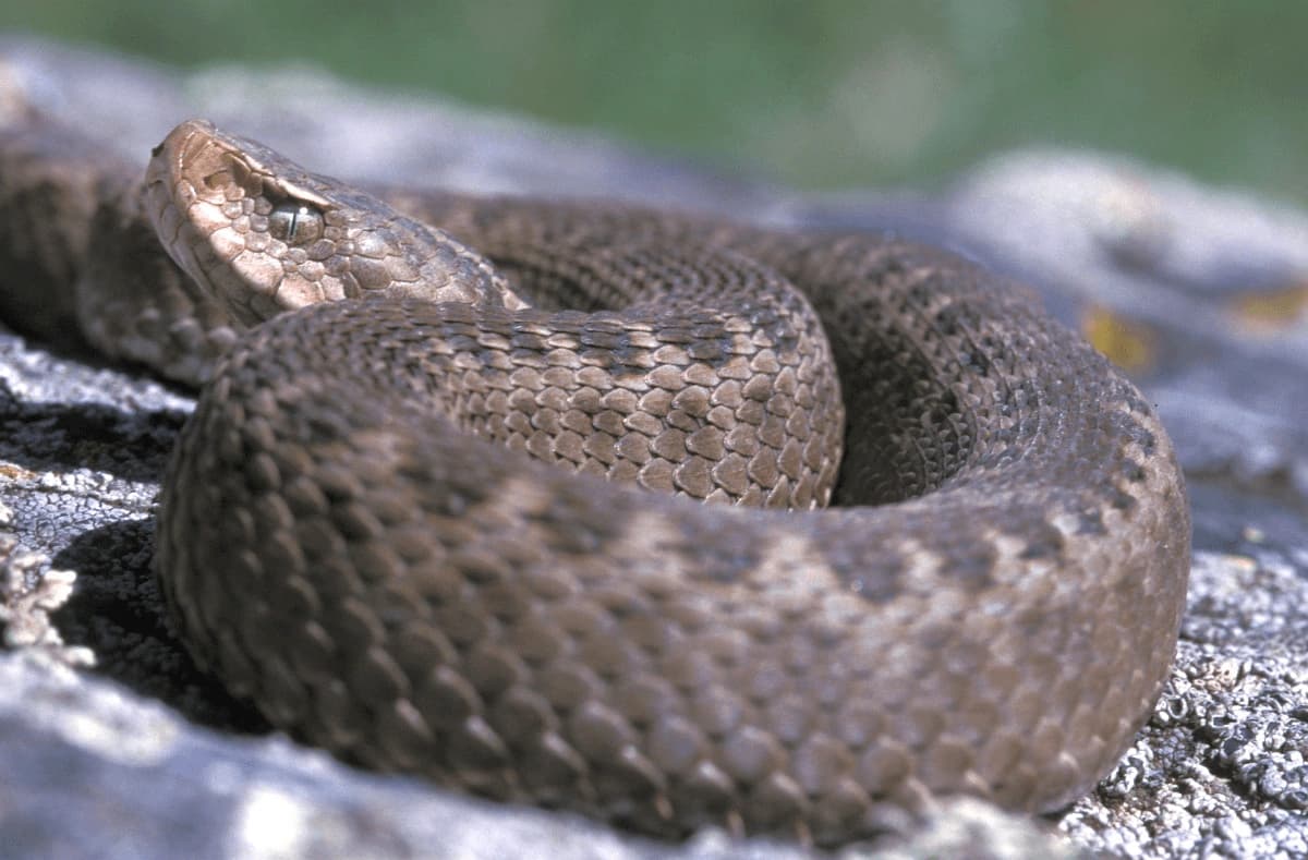 Dinnik's viper — Photo 5
