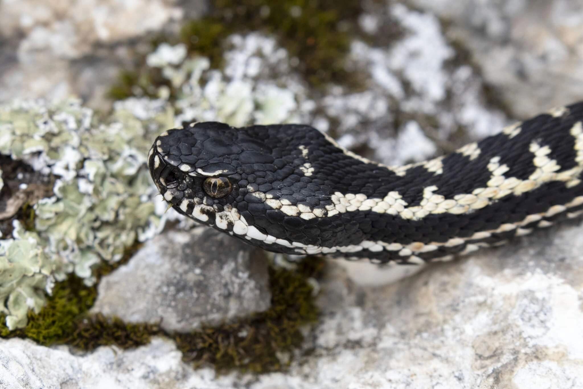 Caucasus viper — Photo 6