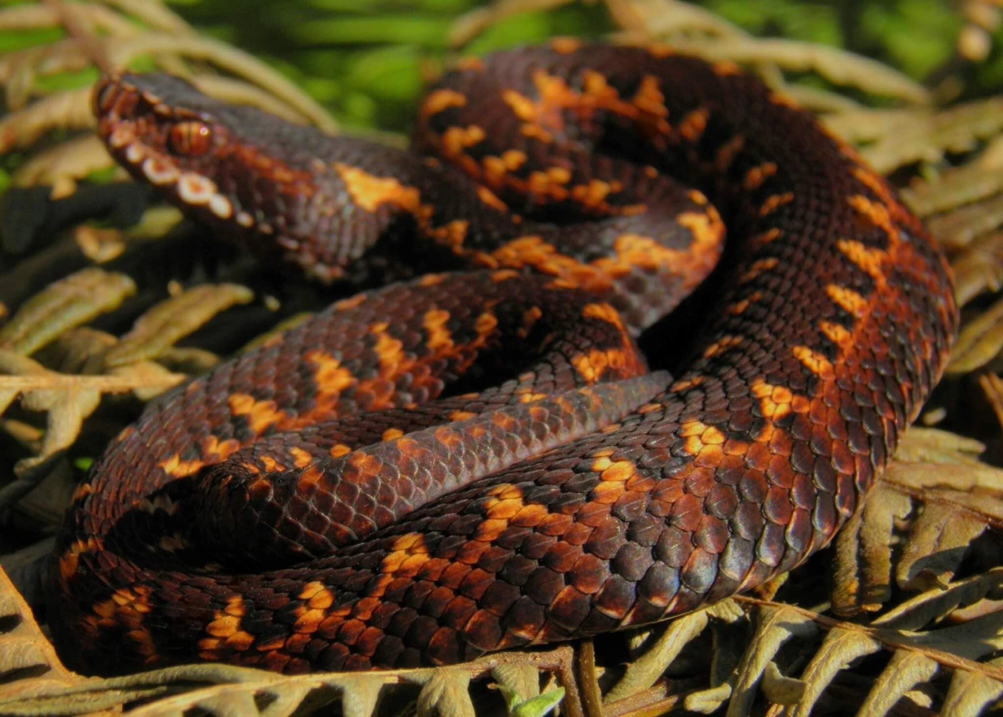 Caucasus viper — Photo 7
