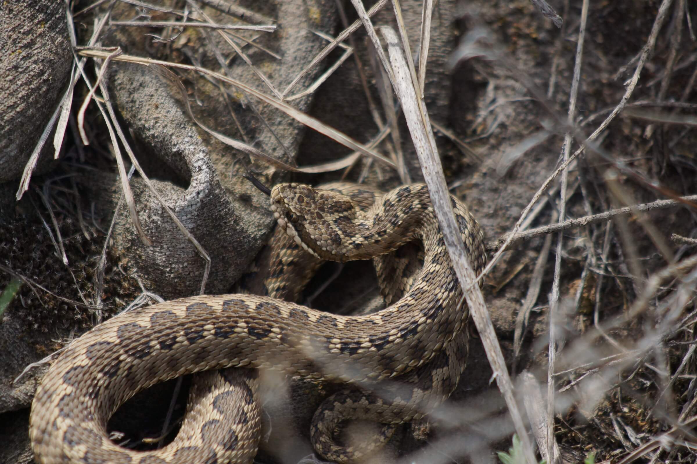 Eastern steppe viper (Vipera renardi) Javakheti and Kakheti