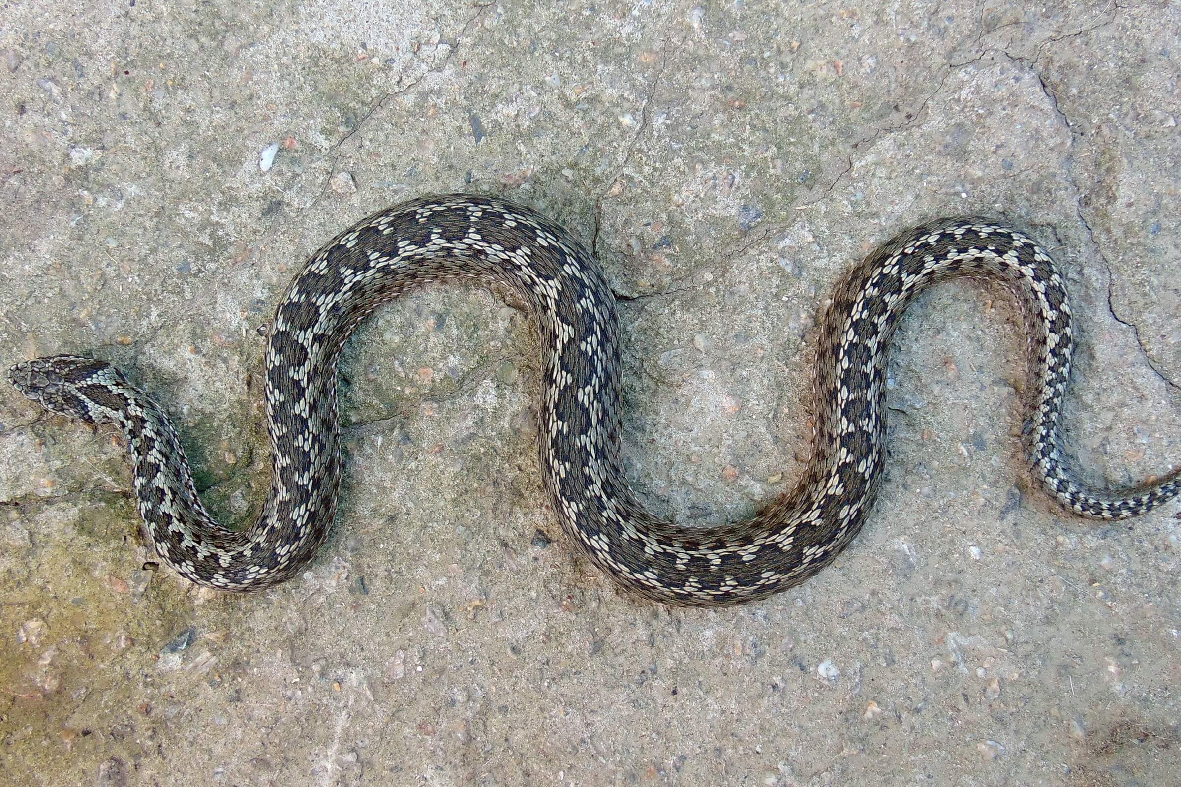 Eastern steppe viper (Vipera renardi) Javakheti and Kakheti