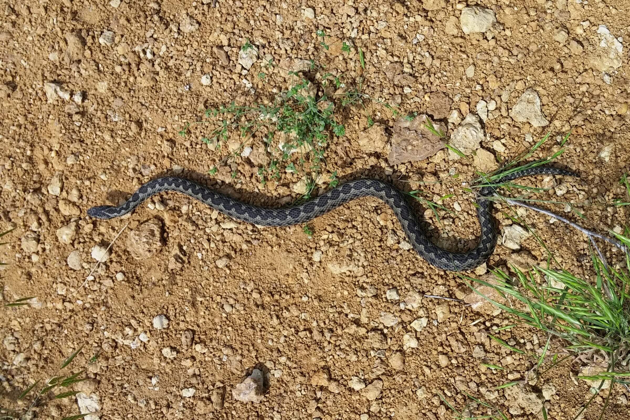 Eastern steppe viper (Vipera renardi) Javakheti and Kakheti
