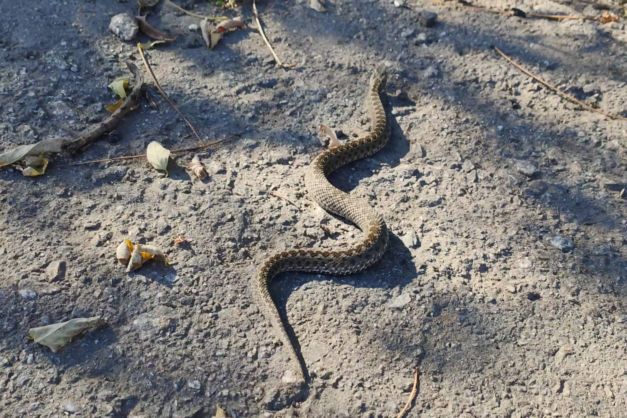 Eastern steppe viper (Vipera renardi) Javakheti and Kakheti