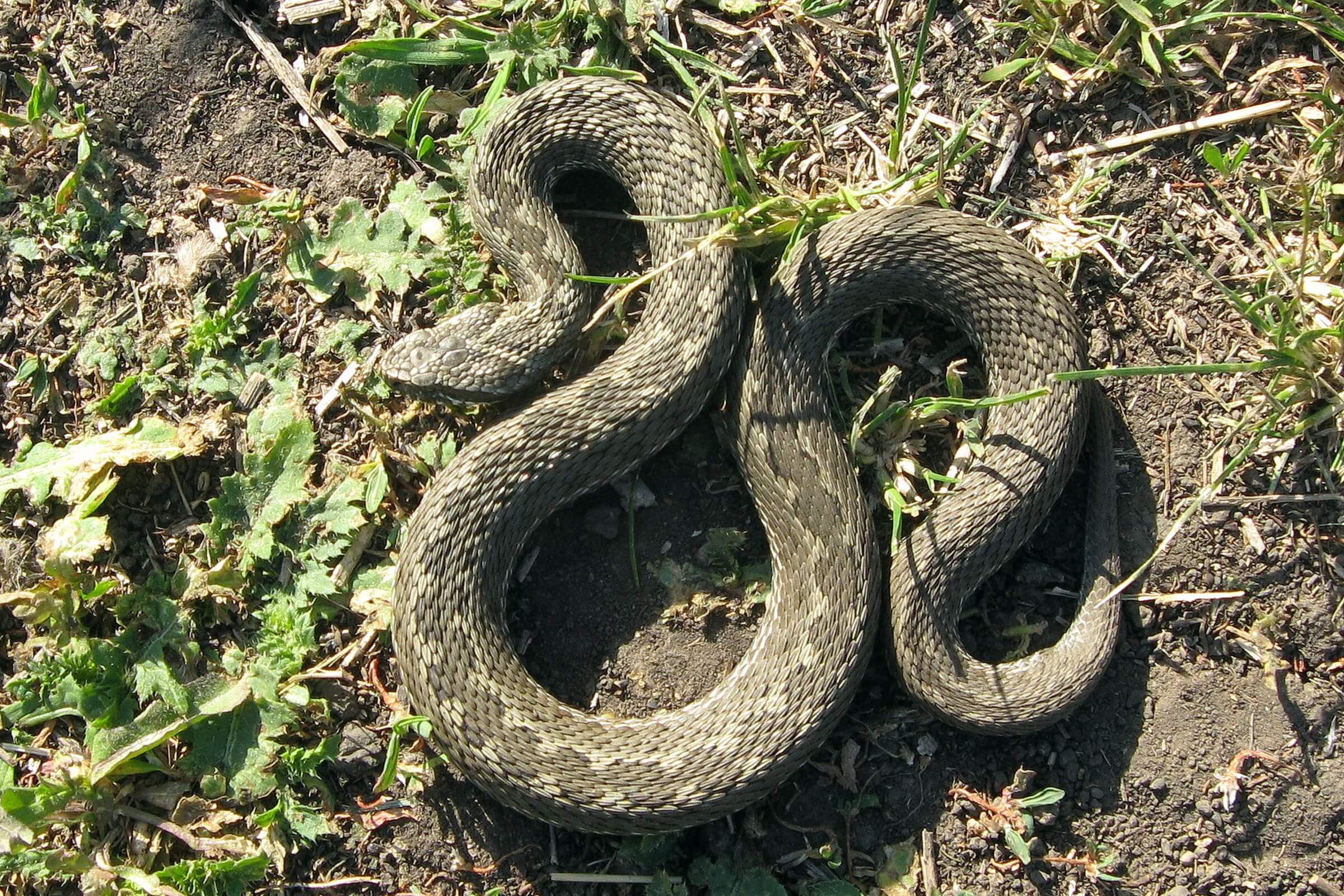 Eastern steppe viper (Vipera renardi) Javakheti and Kakheti