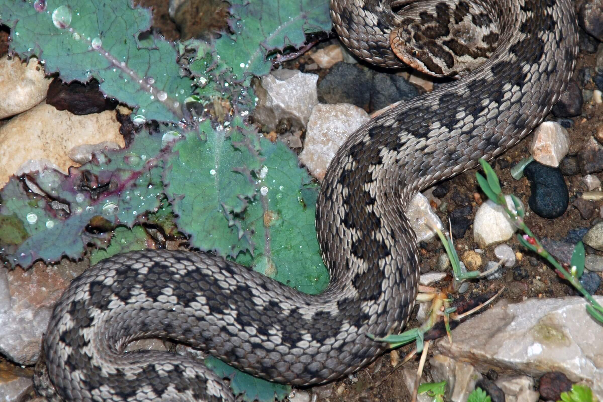 Eastern steppe viper (Vipera renardi) Javakheti and Kakheti