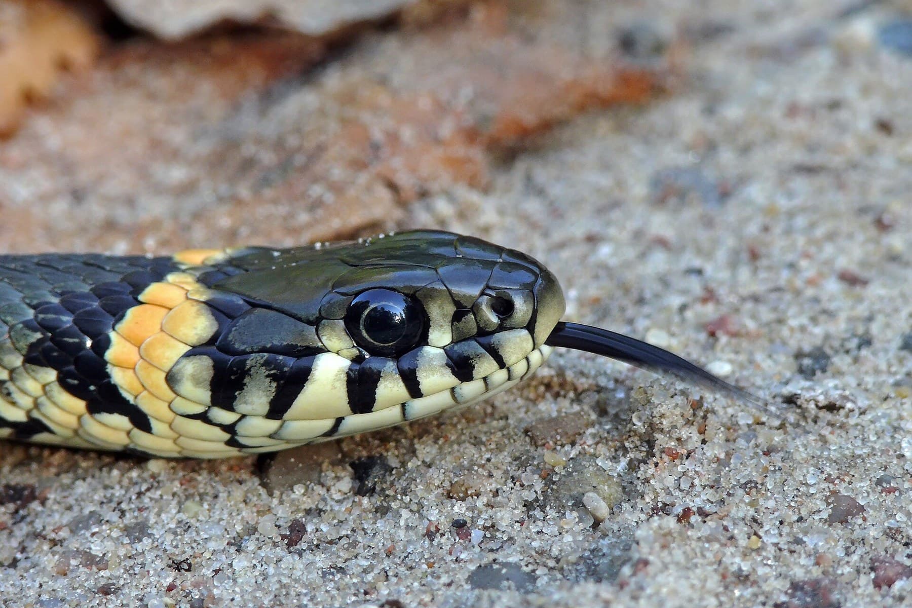Grass snake (Natrix natrix) Georgia — humid west