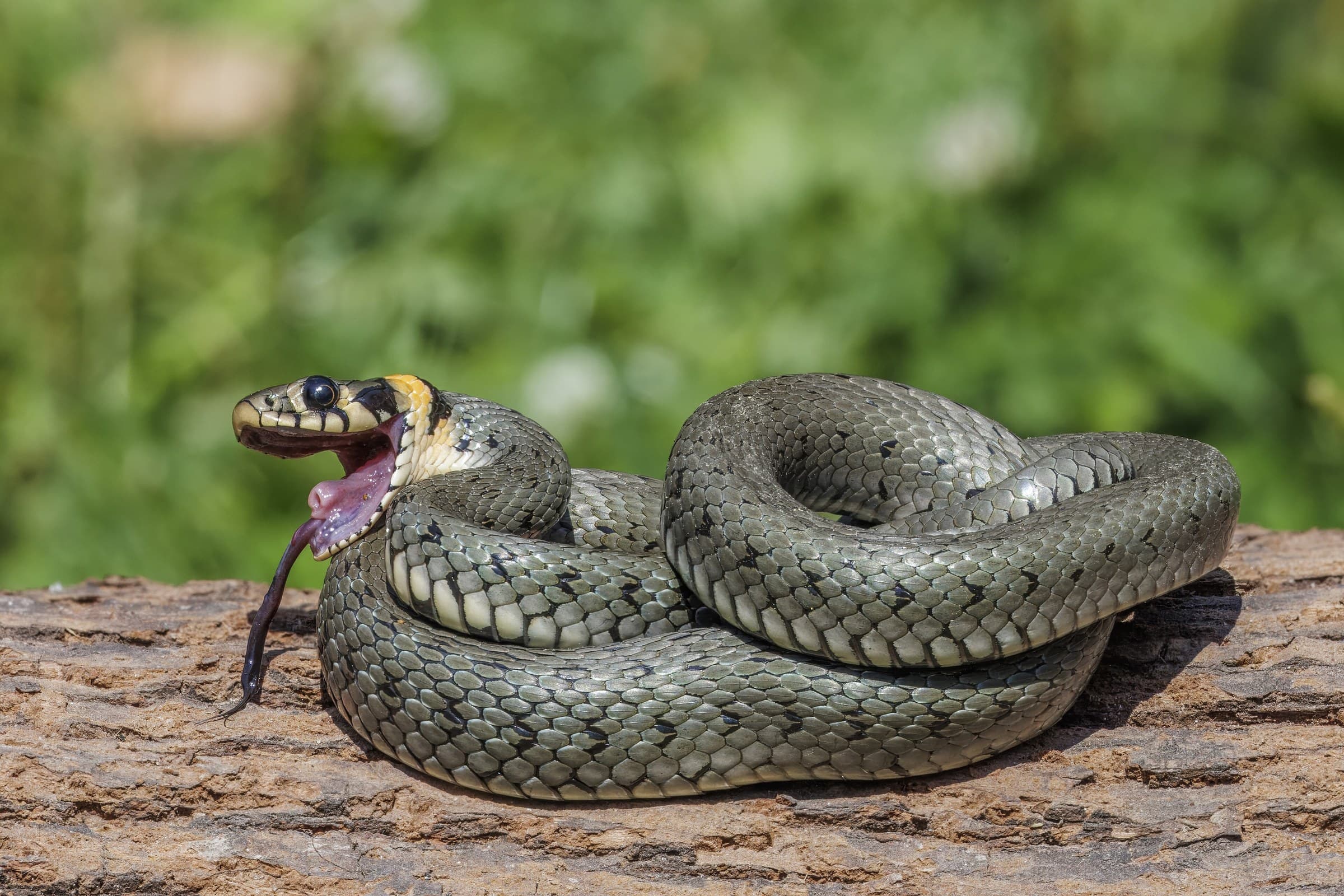 Grass snake (Natrix natrix) Georgia — humid west