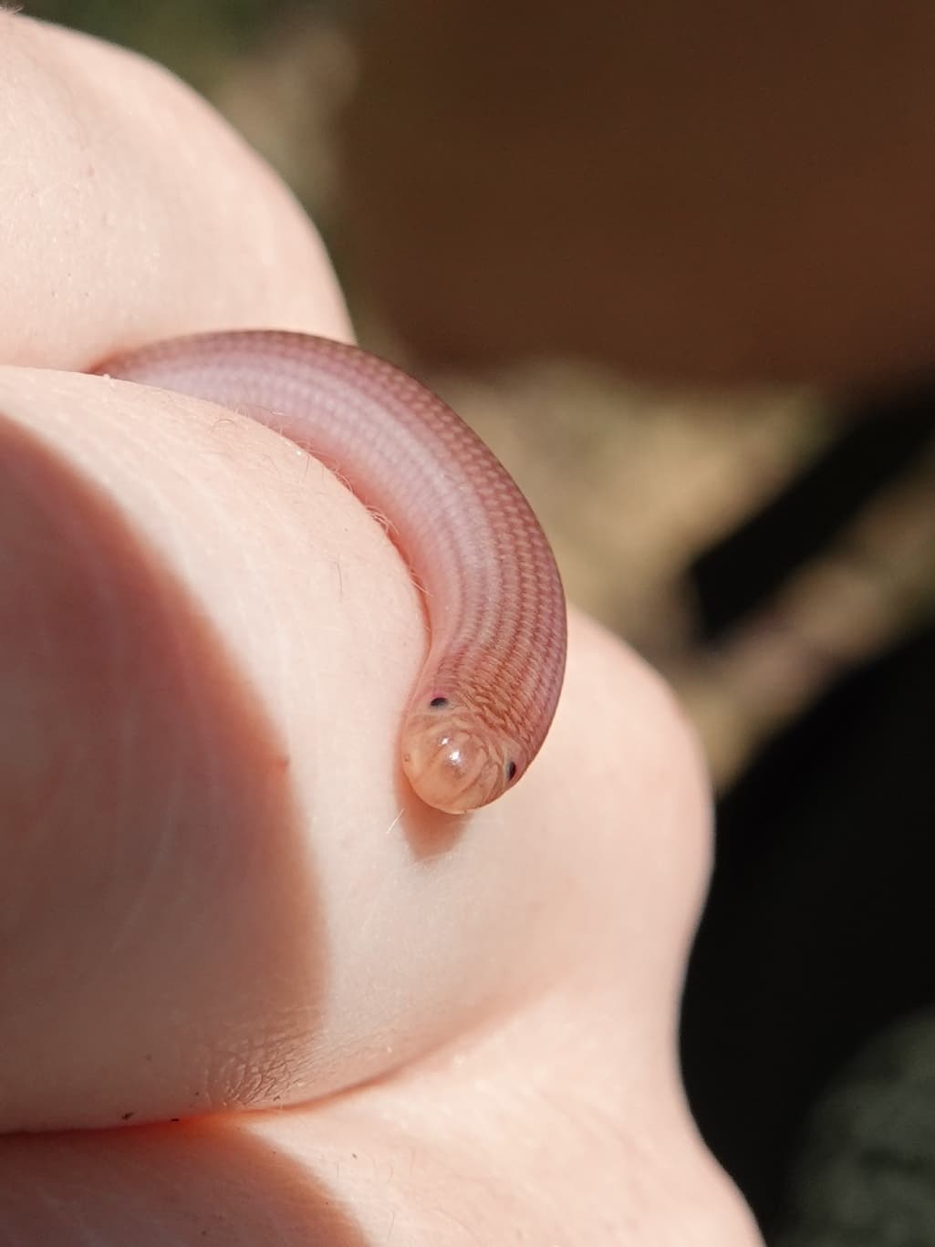 European Blind Snake (Xerotyphlops vermicularis) Georgia