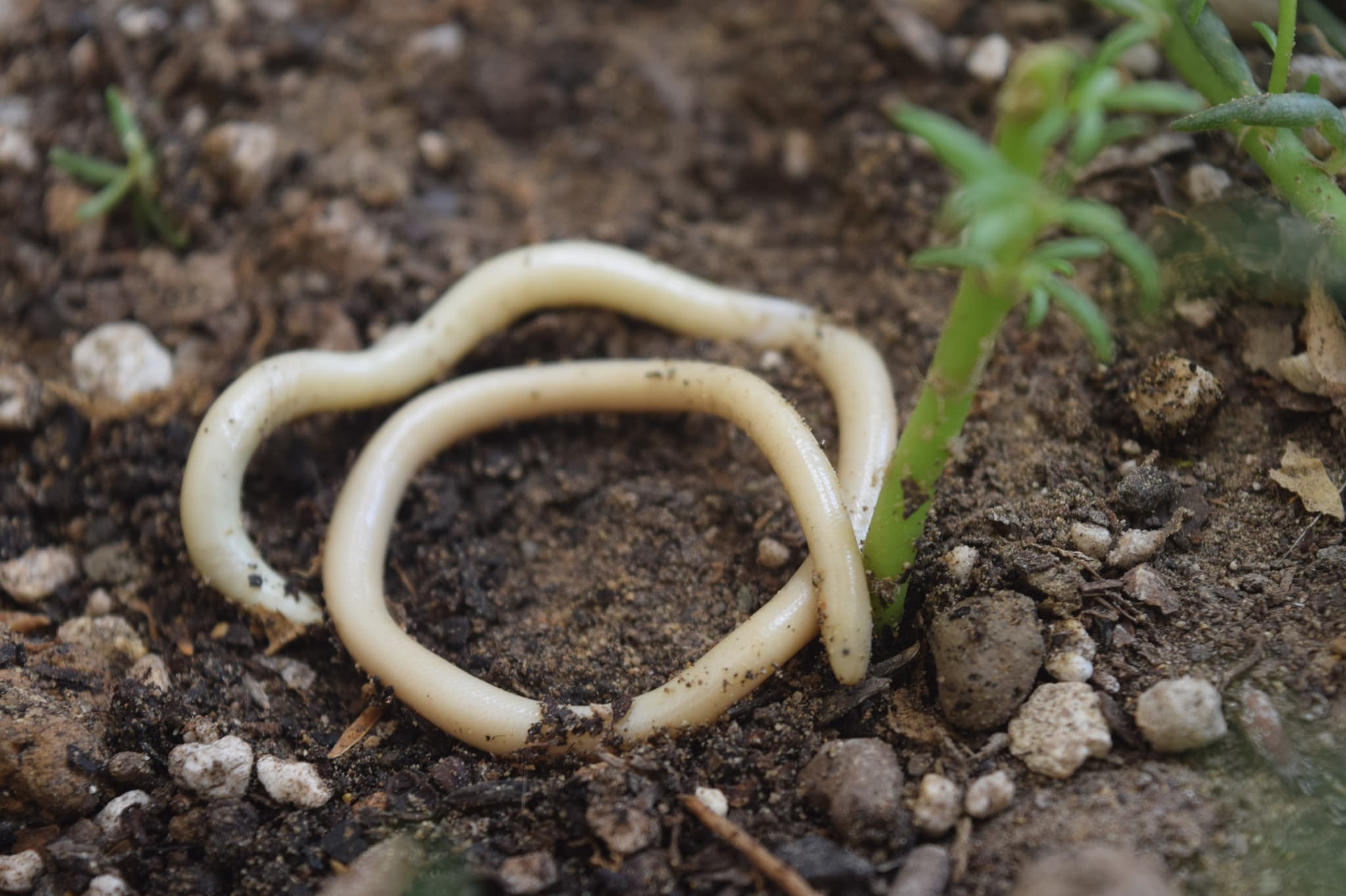 European Blind Snake (Xerotyphlops vermicularis) Georgia