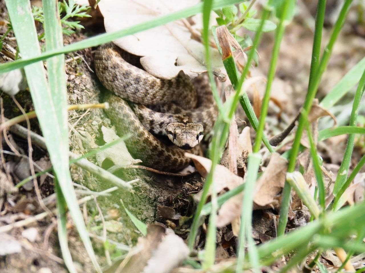 Transcaucasian Ratsnake (Zamenis hohenackeri) Georgia
