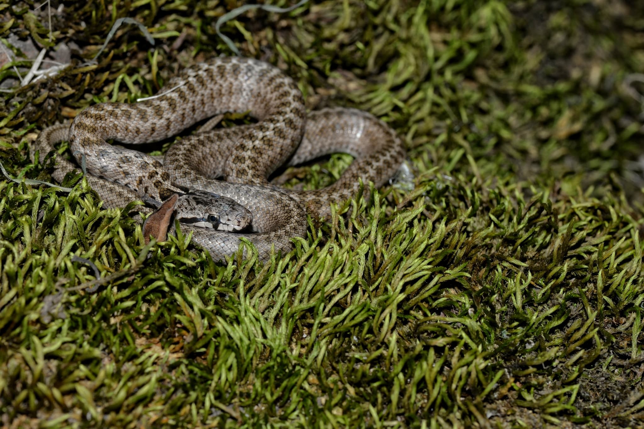 Transcaucasian Ratsnake (Zamenis hohenackeri) Georgia