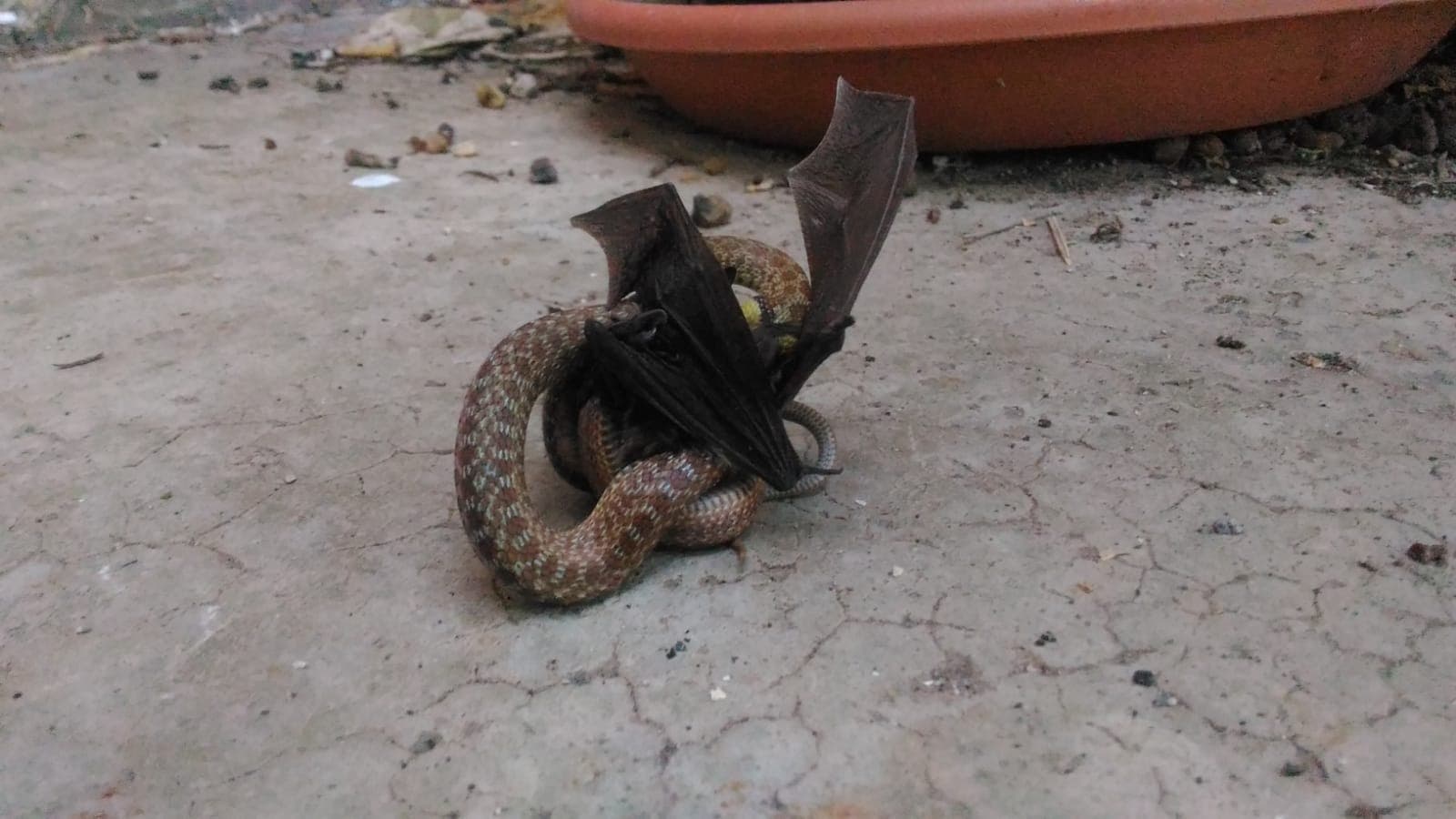 Aesculapian Snake (Zamenis longissimus) Georgia