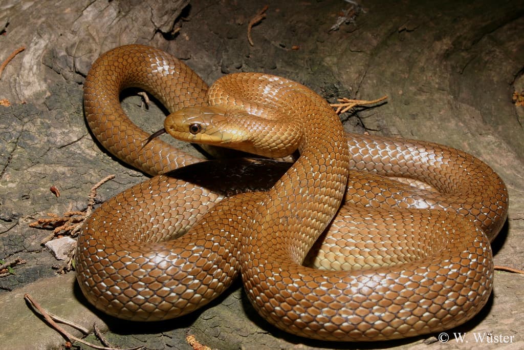Aesculapian Snake (Zamenis longissimus) Georgia