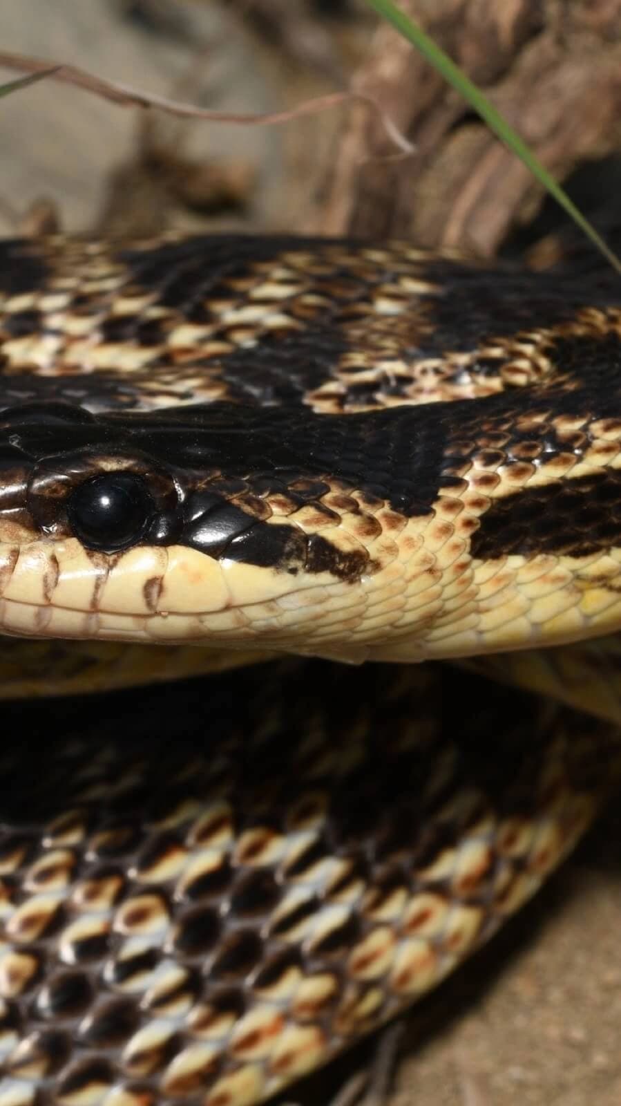 Urartian ratsnake — Elaphe urartica