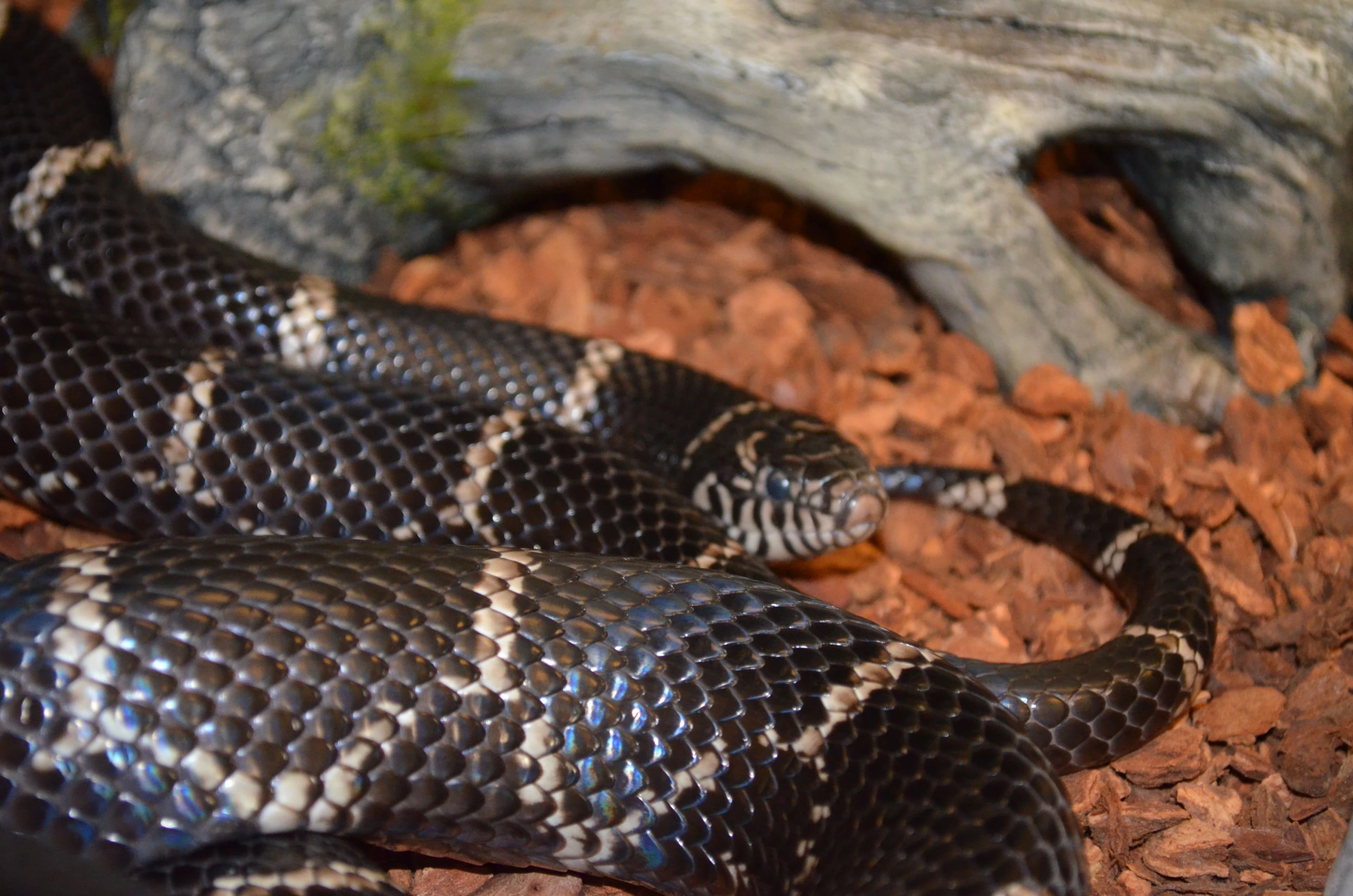 Eastern kingsnake