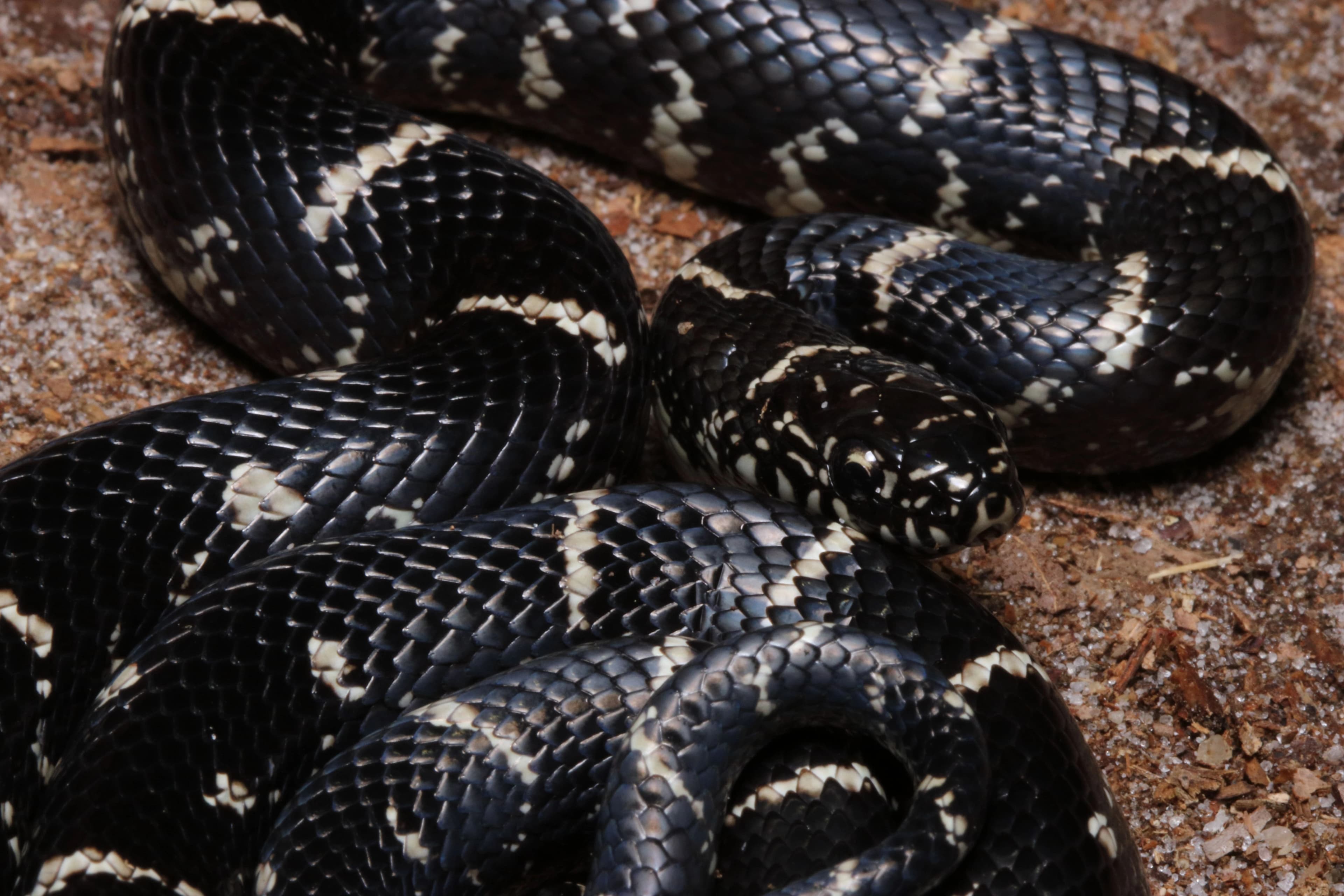 Eastern kingsnake