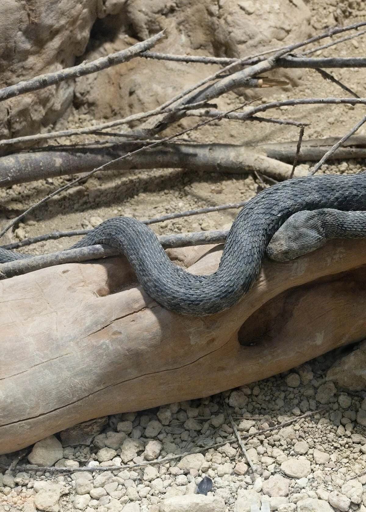 Levantine viper