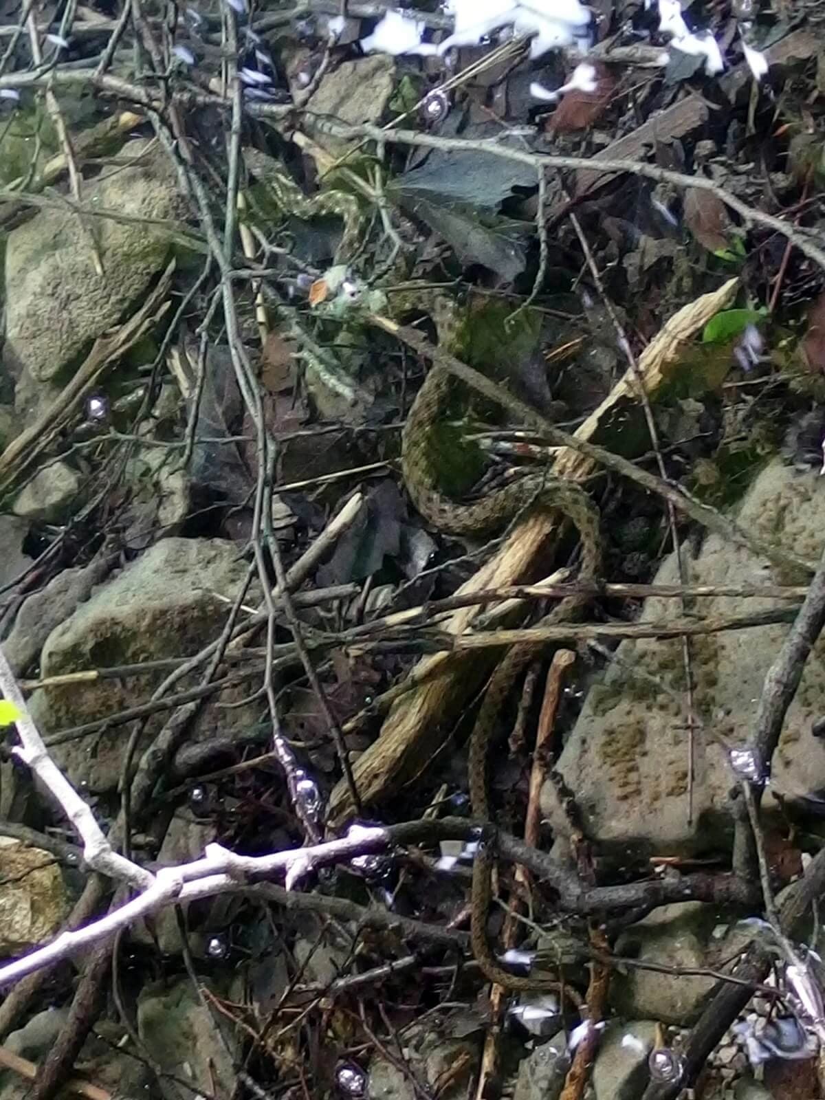 Dice snake