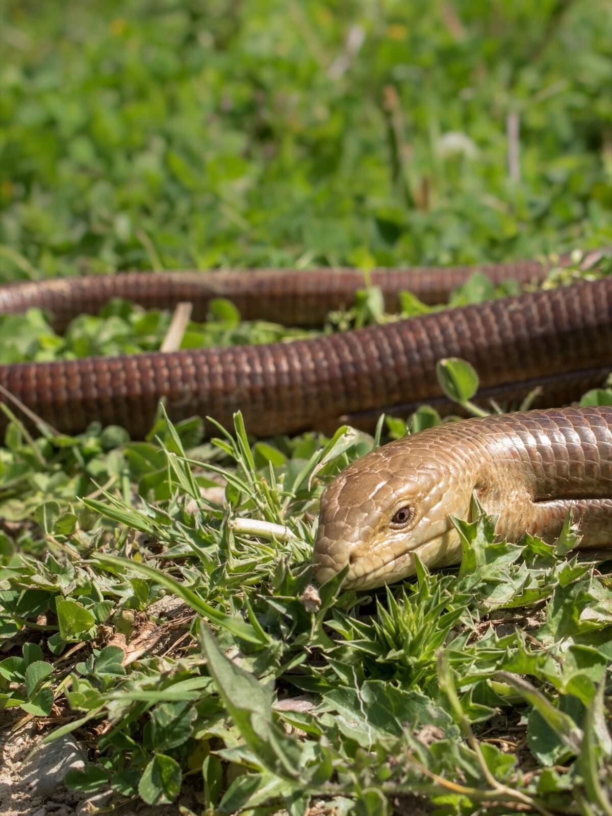 European glass lizard