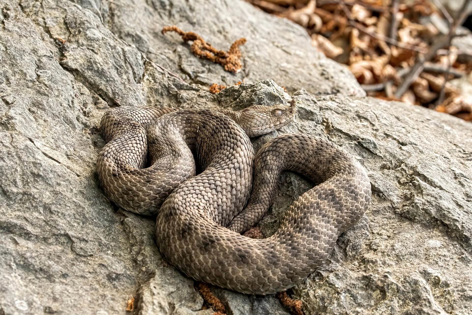 Nose-horned viper