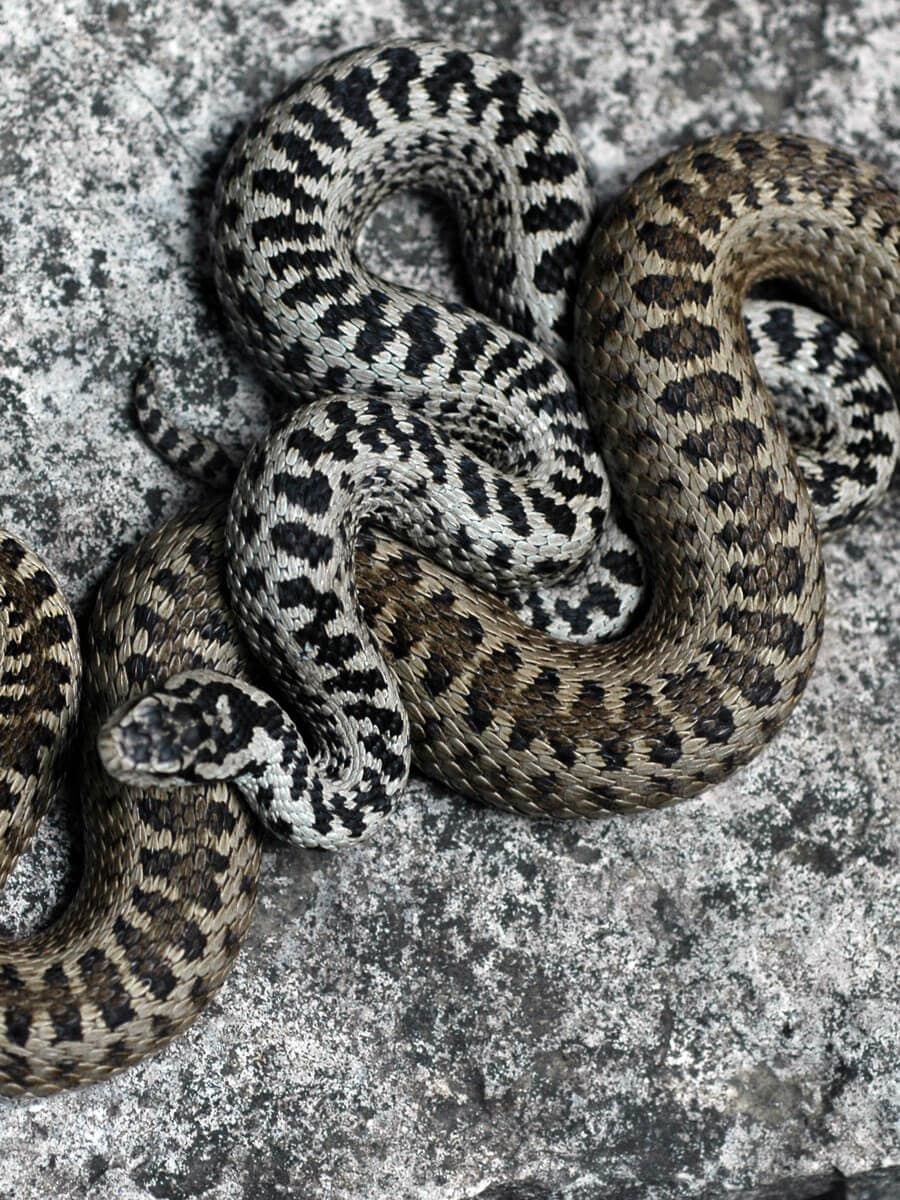 Darevsky's viper (Vipera darevskii) Samtskhe — Javakheti