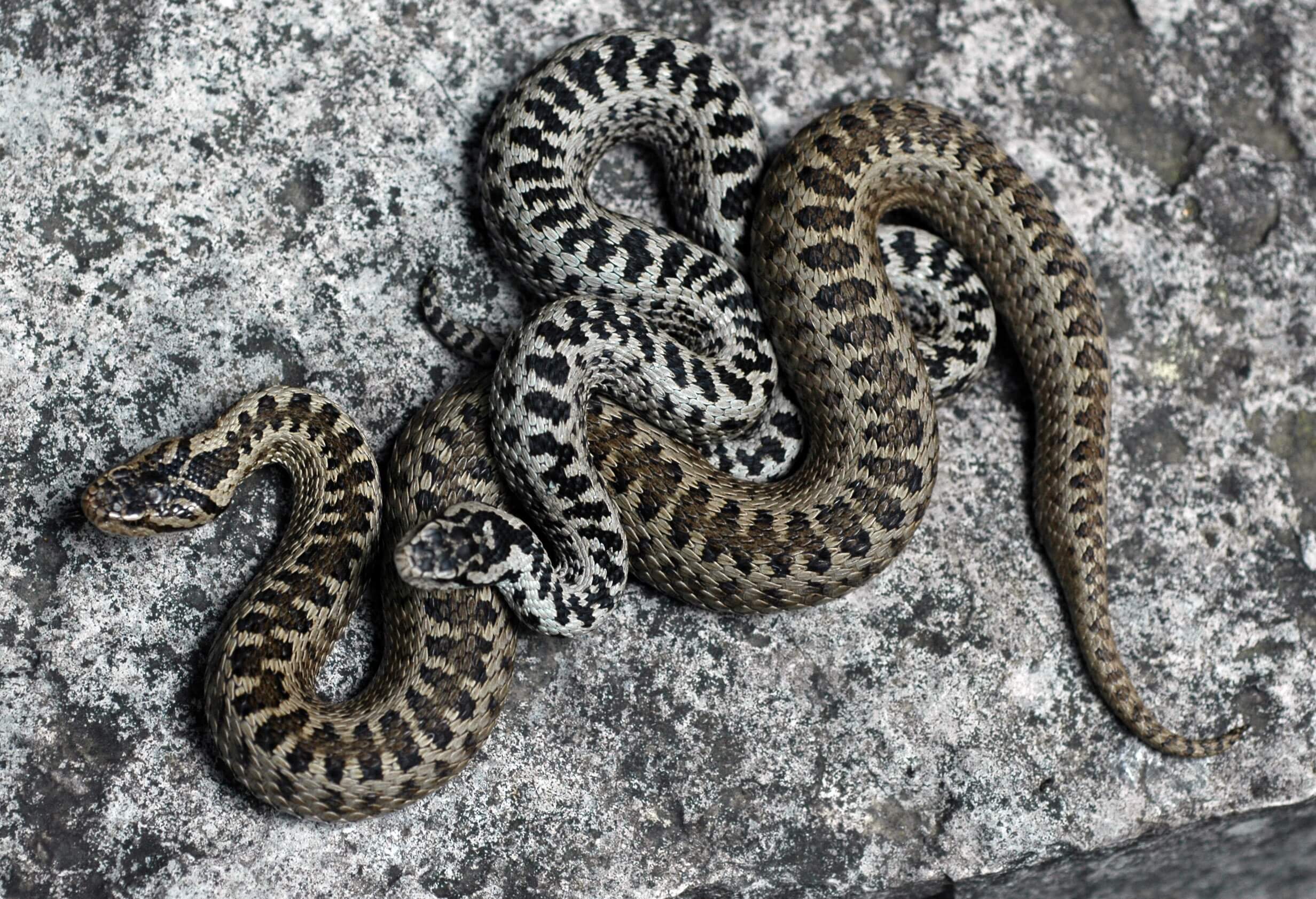 Darevsky's viper (Vipera darevskii) Samtskhe — Javakheti
