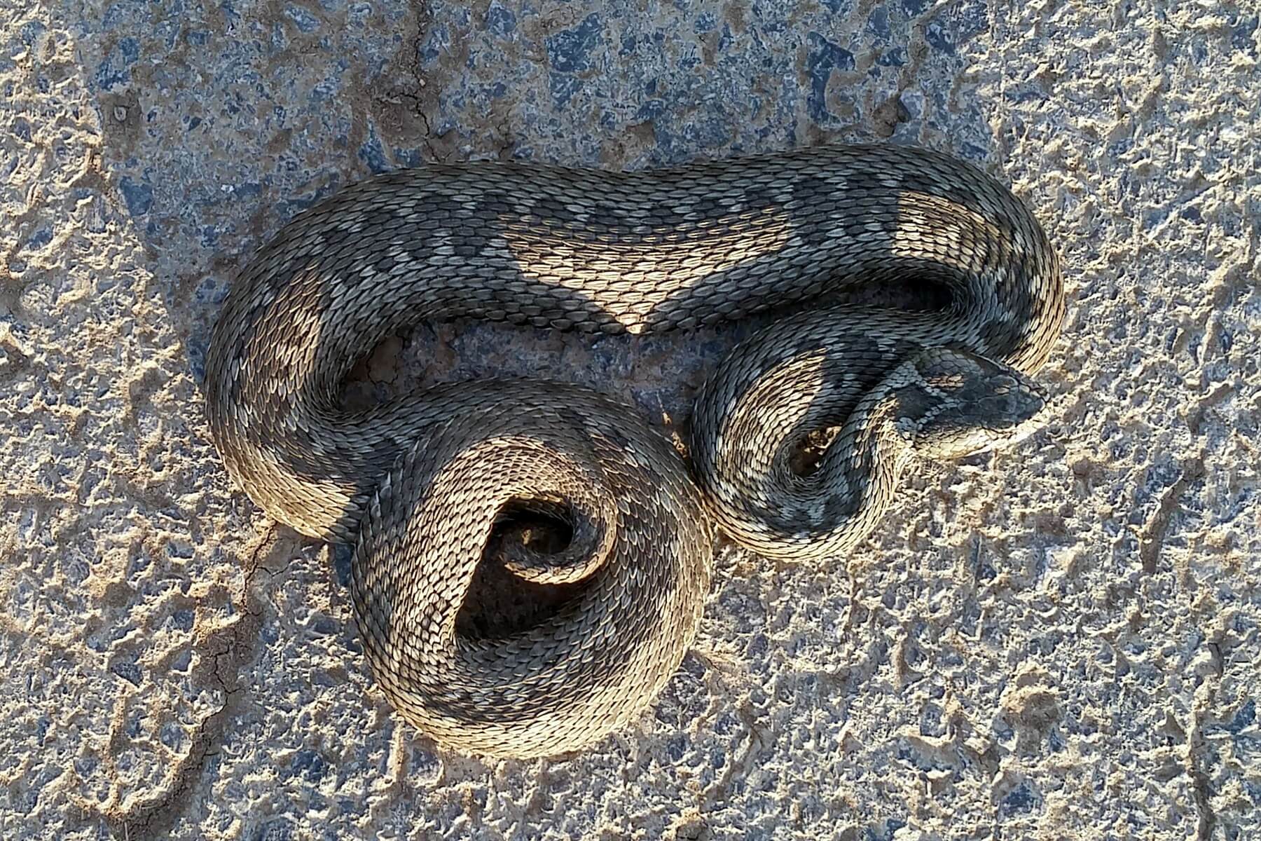Eastern steppe viper (Vipera renardi) Javakheti and Kakheti