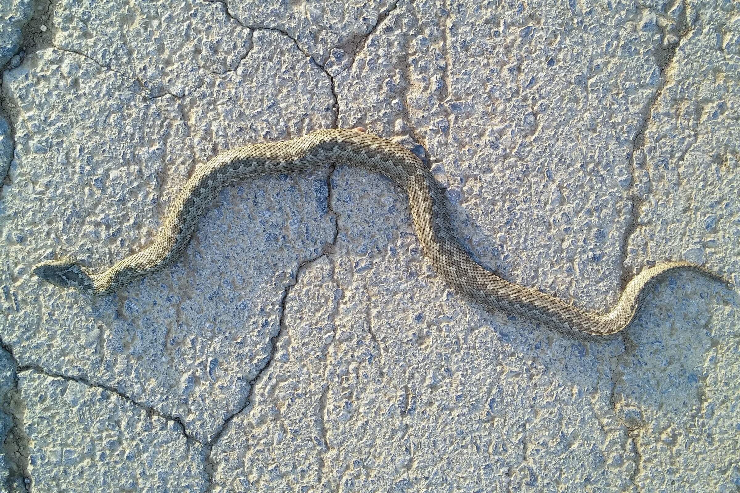 Eastern steppe viper (Vipera renardi) Javakheti and Kakheti